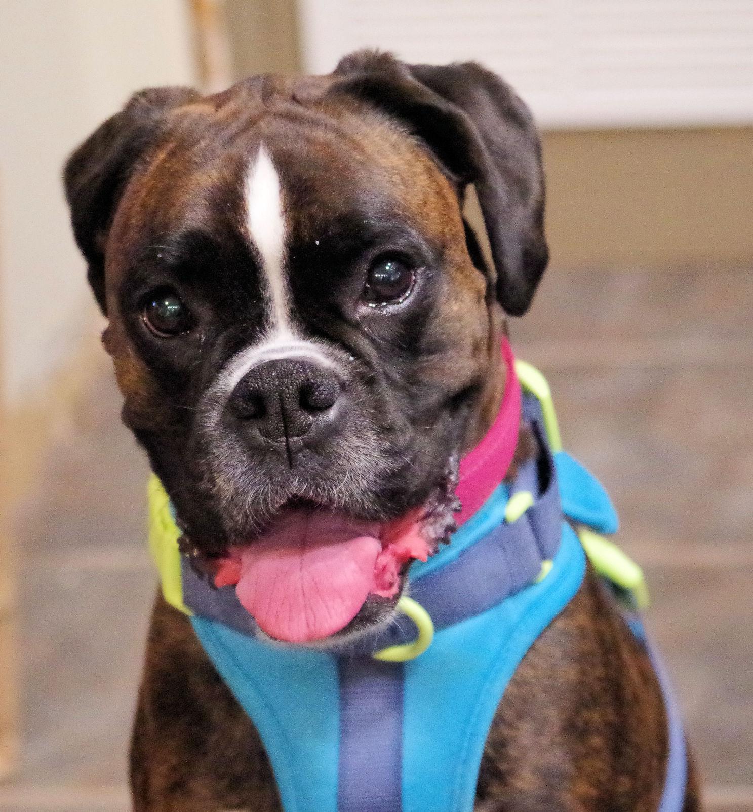 Enlarge NUTMEG, a ADOPTABLE Boxer in Kuna, ID image 4/6