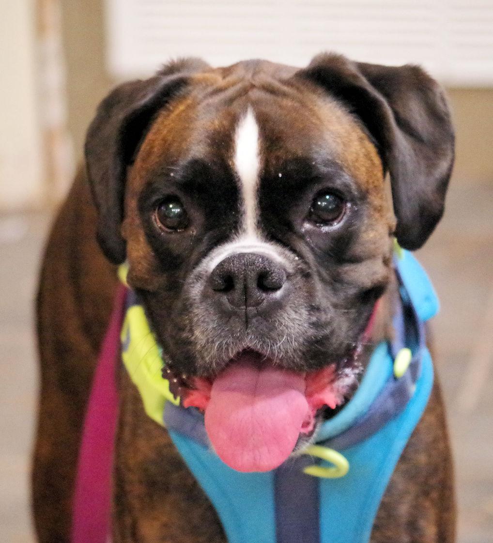 Enlarge NUTMEG, a ADOPTABLE Boxer in Kuna, ID image 5/6