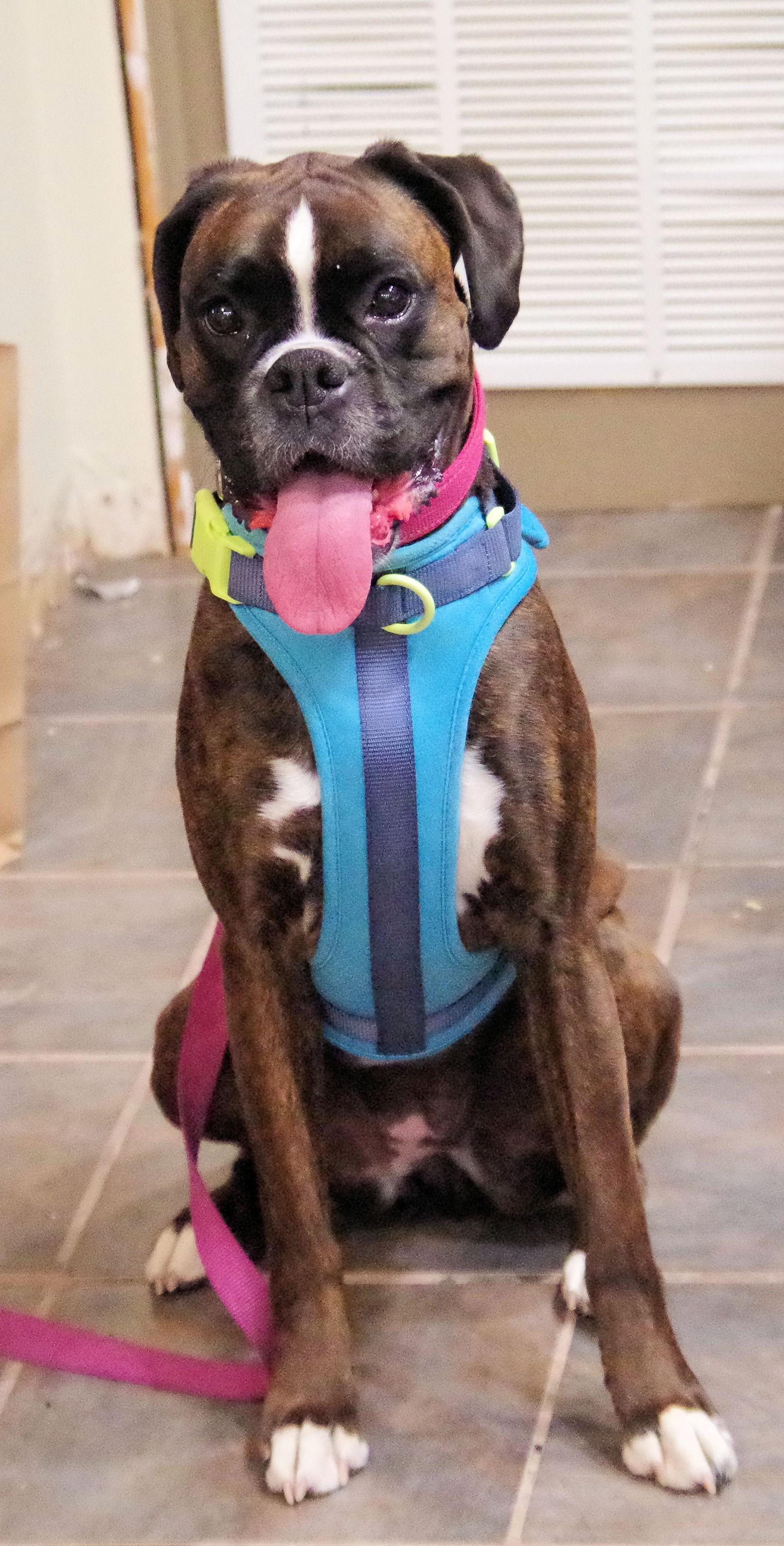 Enlarge NUTMEG, a ADOPTABLE Boxer in Kuna, ID image 3/6