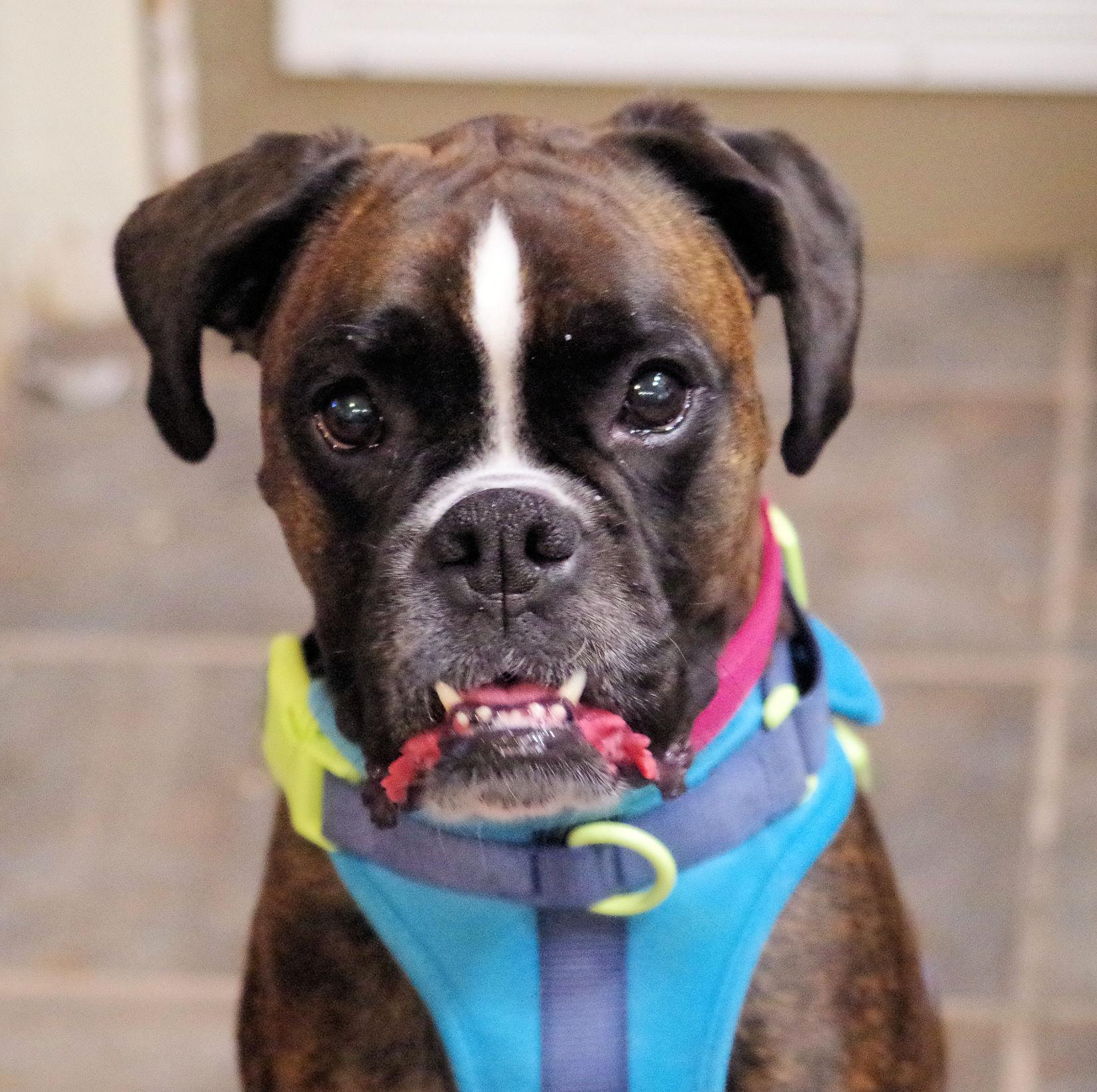Enlarge NUTMEG, a ADOPTABLE Boxer in Kuna, ID image 1/6