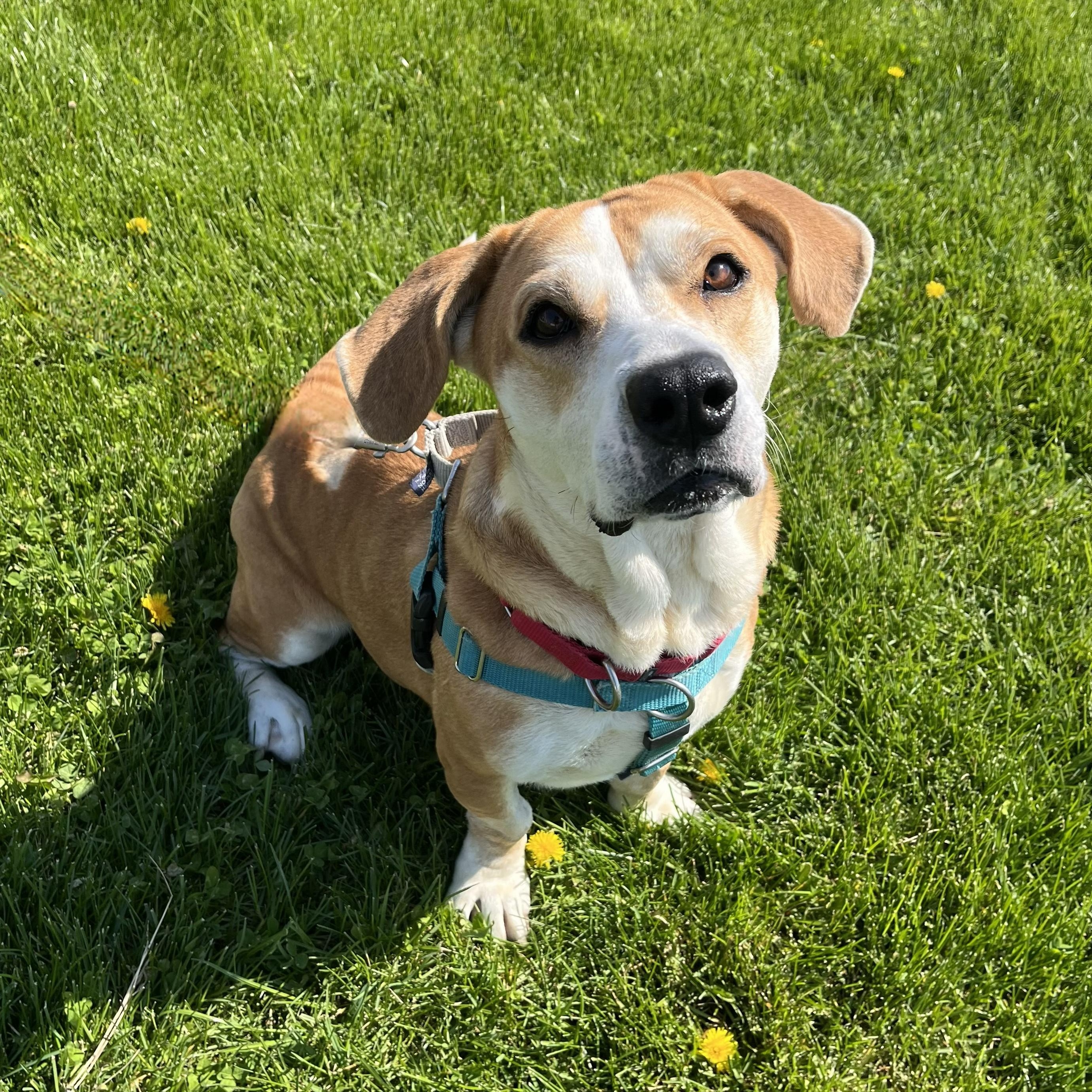 Enlarge Roxy, an adoptable Mixed Breed in Canal Winchester, OH image 2/6
