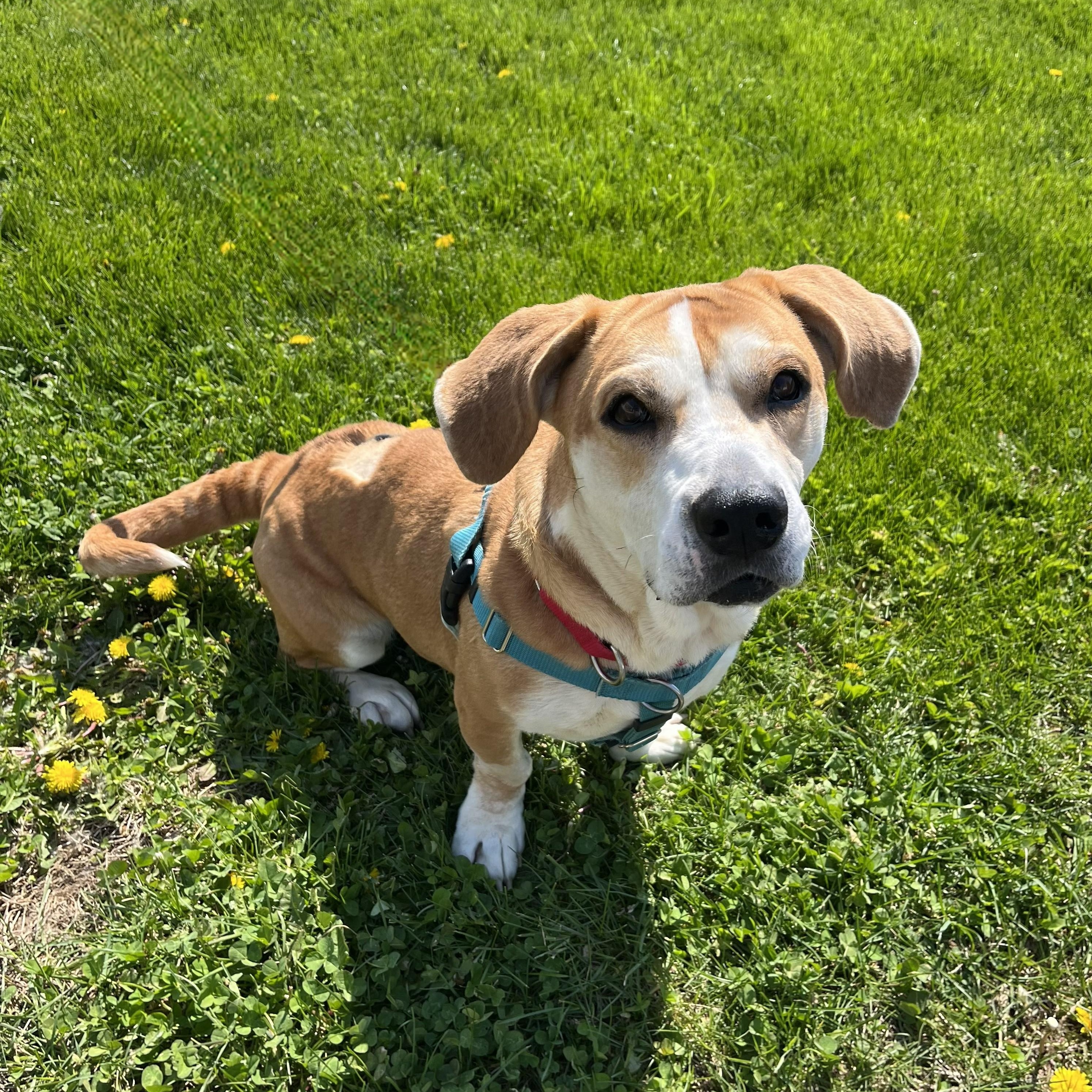 Enlarge Roxy, an adoptable Mixed Breed in Canal Winchester, OH image 6/6