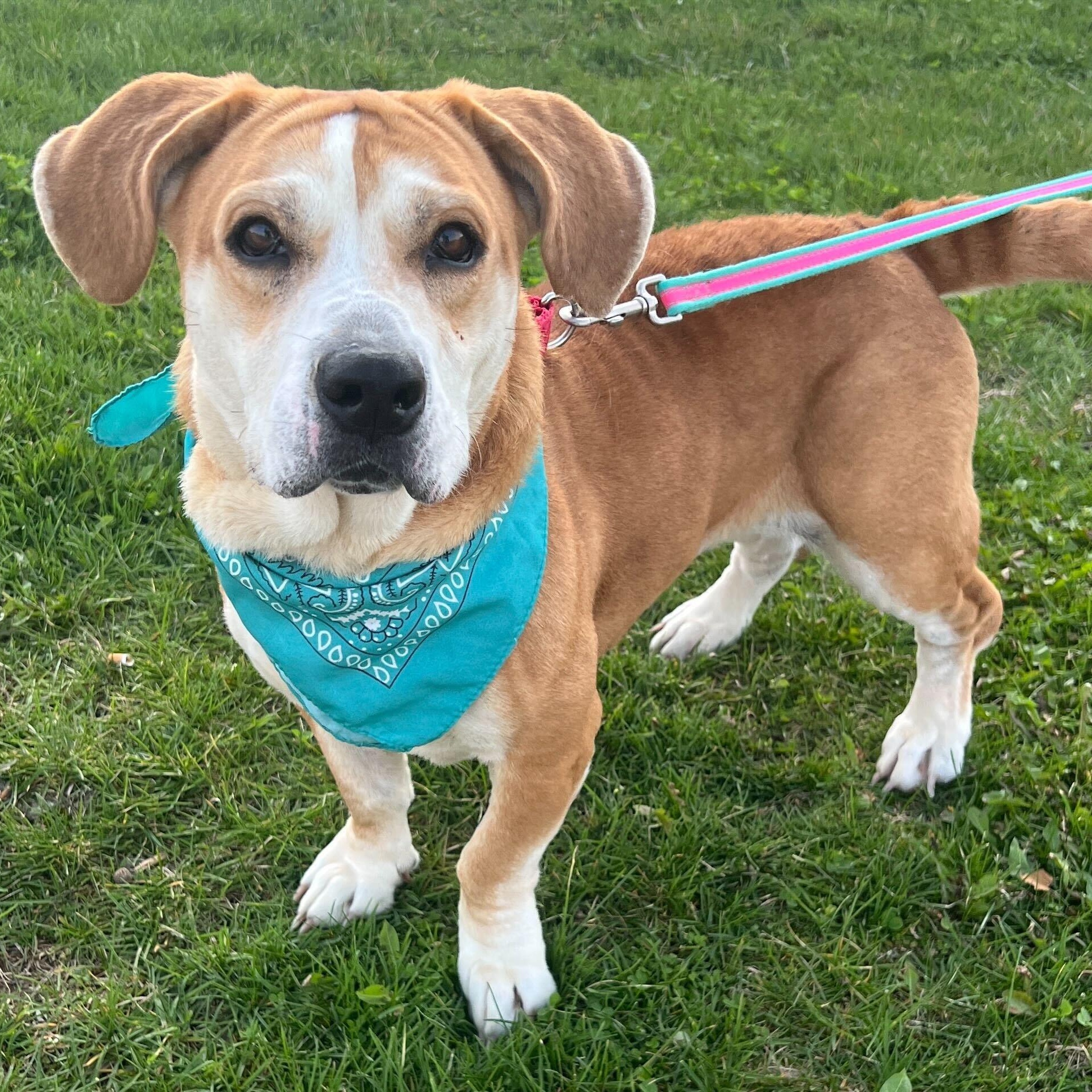 Enlarge Roxy, an adoptable Mixed Breed in Canal Winchester, OH image 3/6