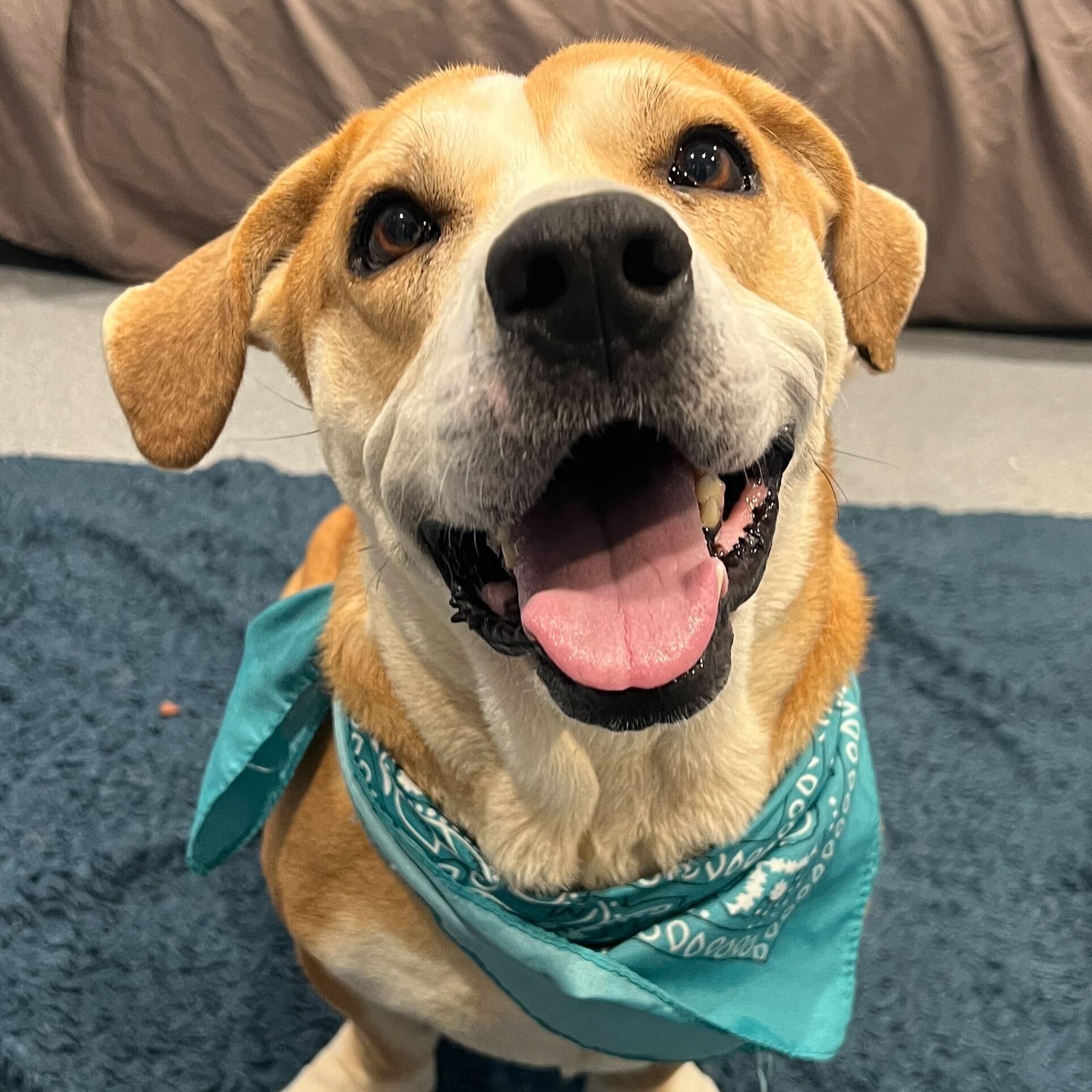 Enlarge Roxy, an adoptable Mixed Breed in Canal Winchester, OH image 1/6