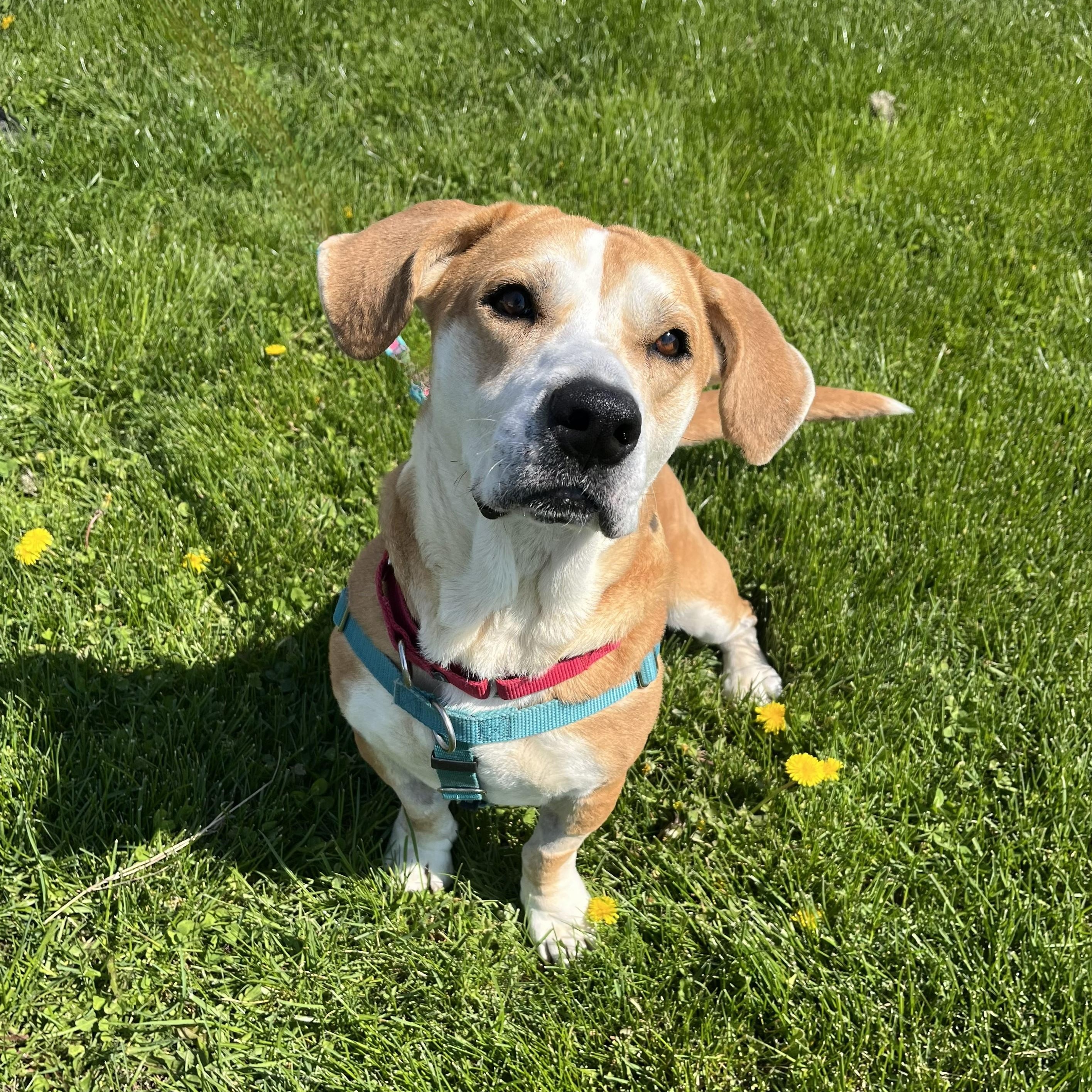 Enlarge Roxy, an adoptable Mixed Breed in Canal Winchester, OH image 5/6