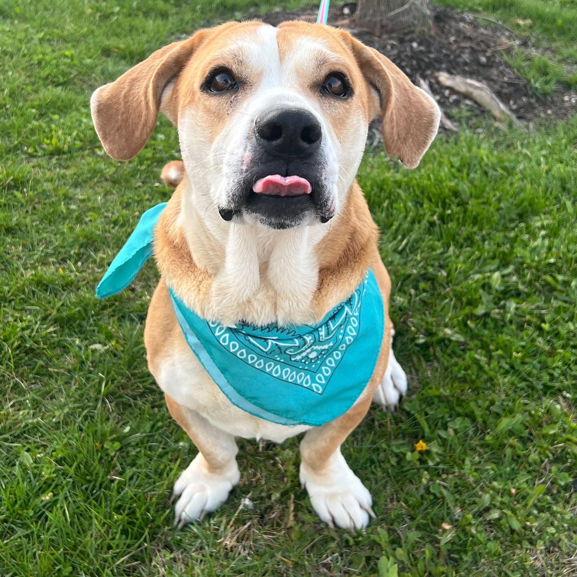 Enlarge Roxy, an adoptable Mixed Breed in Canal Winchester, OH image 4/6