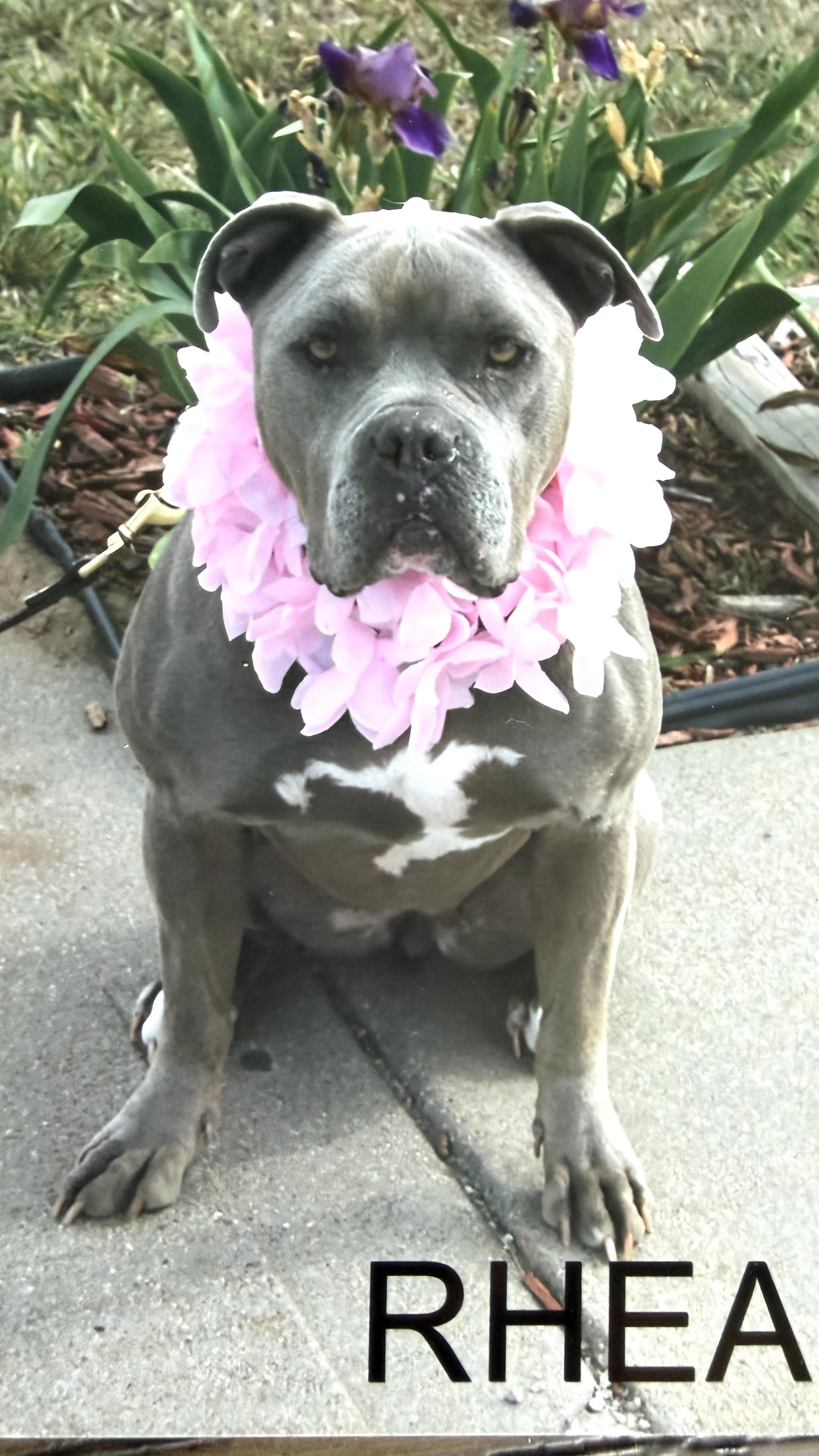 Rhea, ADOPTABLE, Adult Female American Staffordshire Terrier.