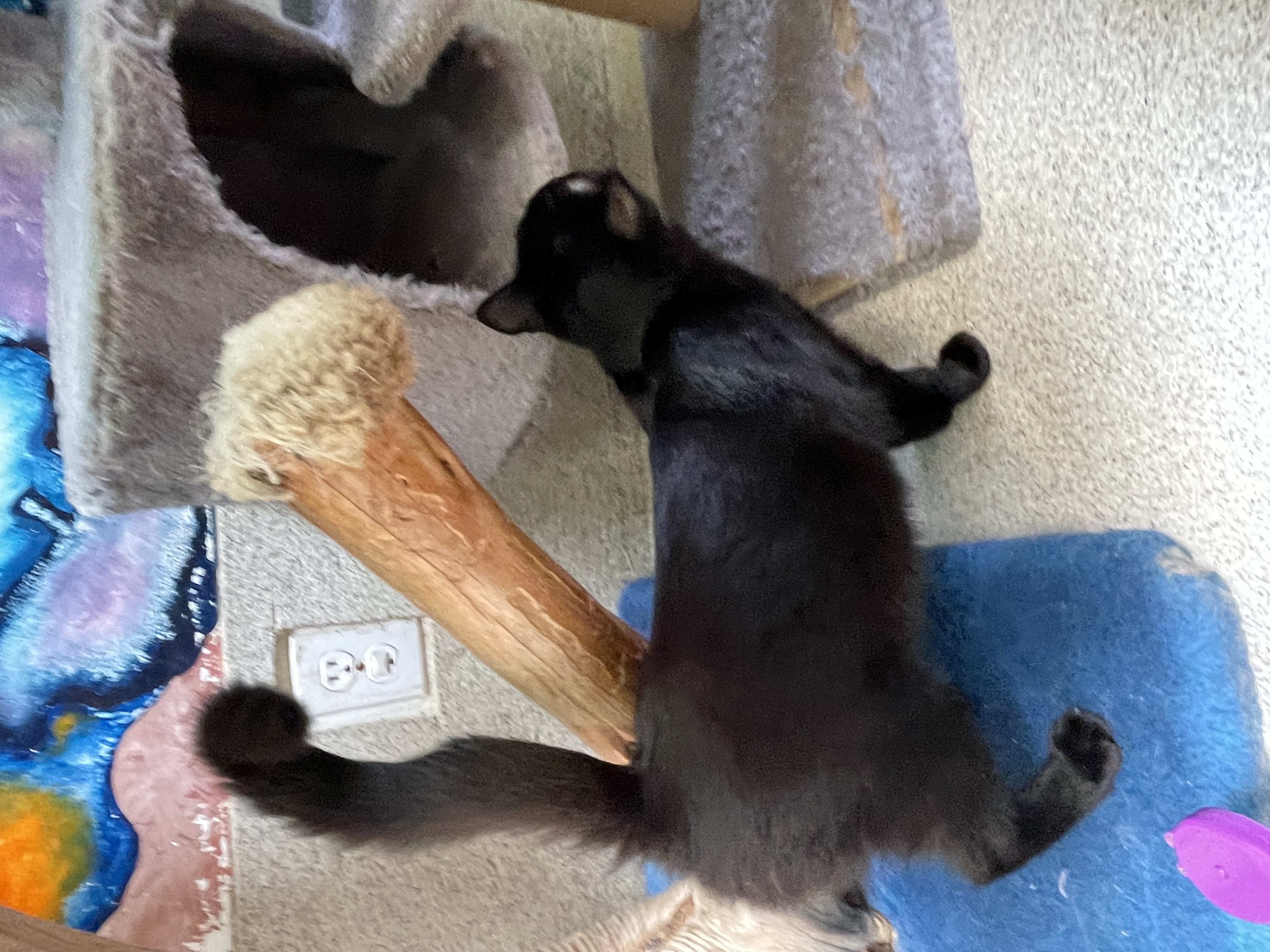 Enlarge Knuckles, a Adoptable Domestic Short Hair in Newport Beach, CA image 3/5