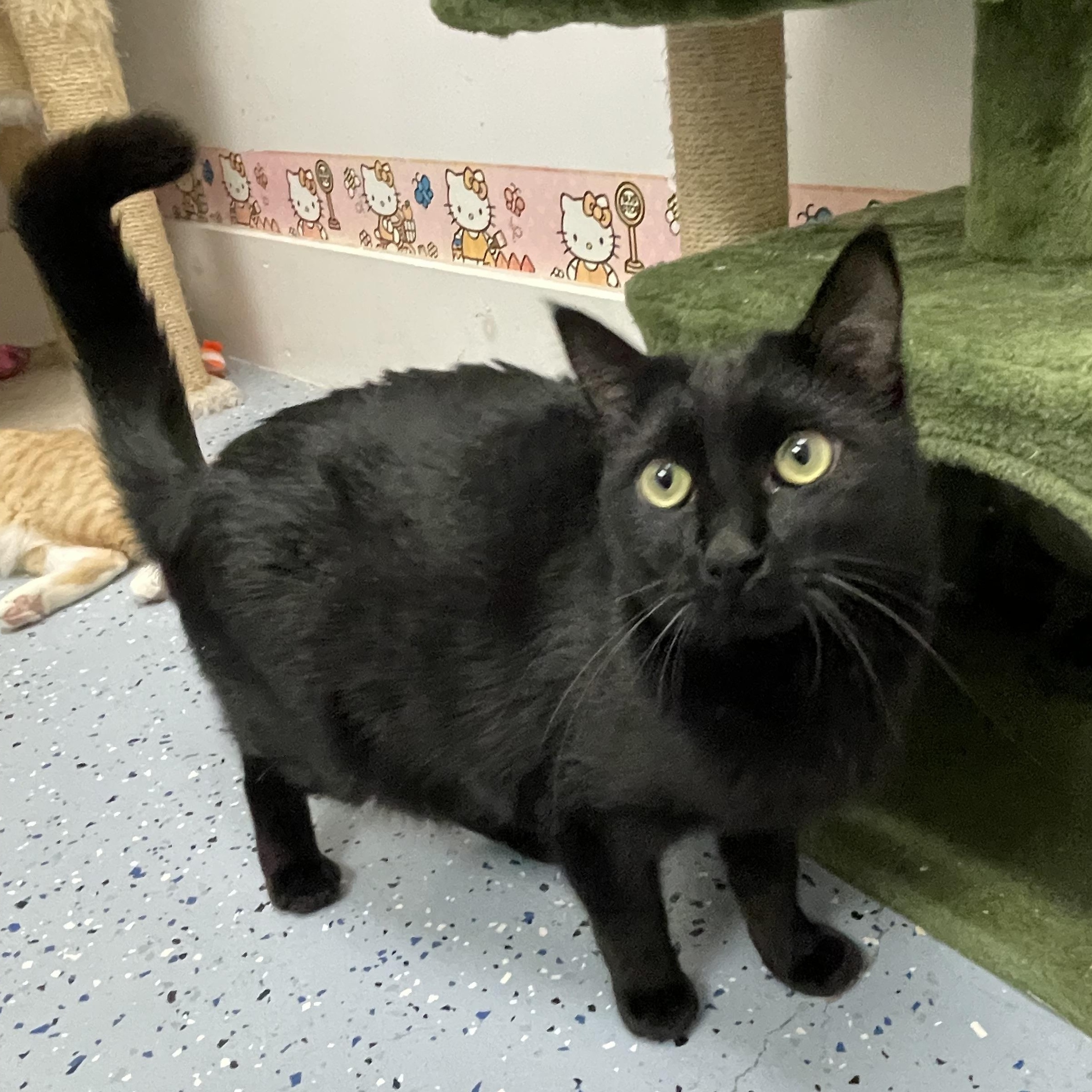 Knuckles, Adoptable, Young Female Domestic Short Hair.