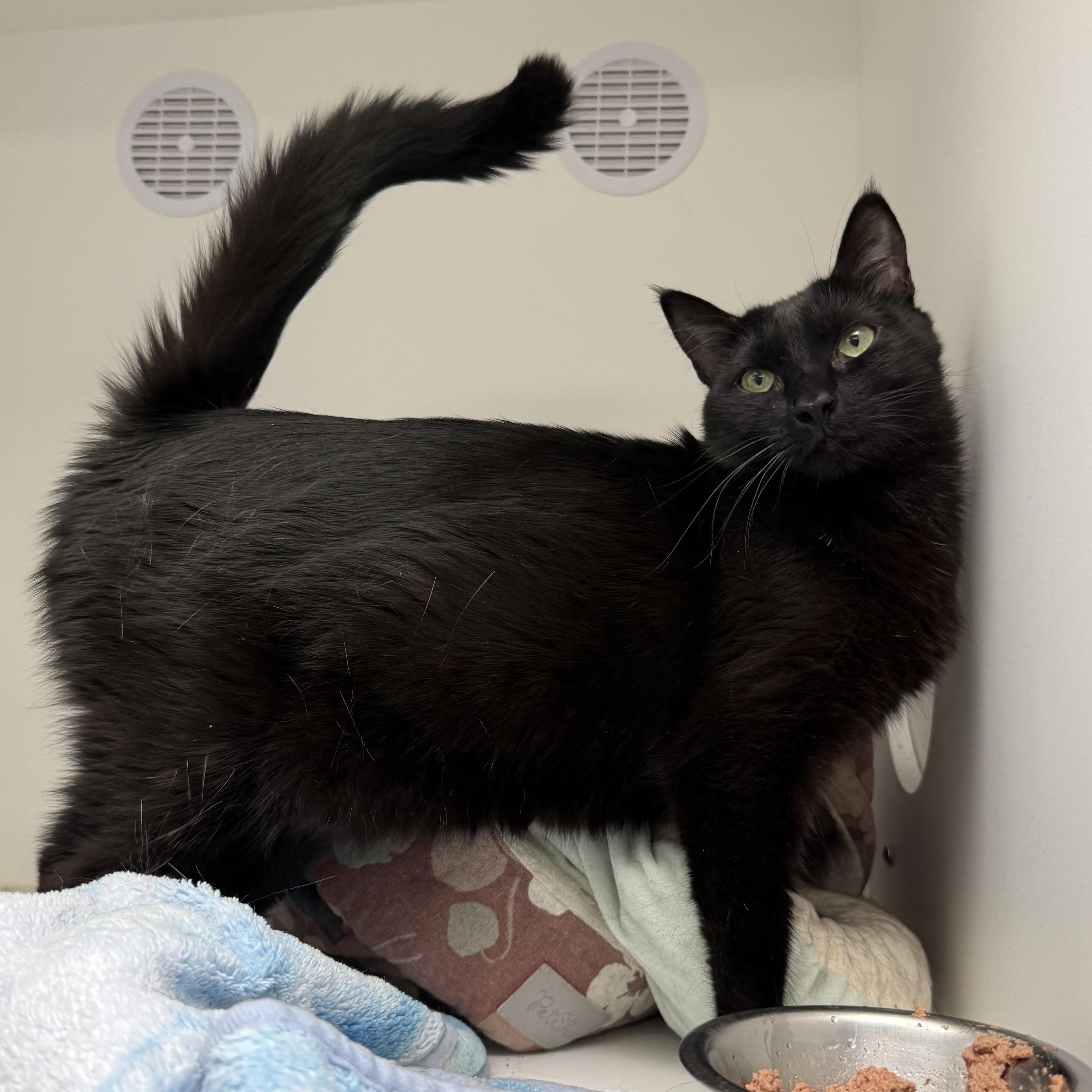 Knuckles, Adoptable, Young Female Domestic Short Hair.