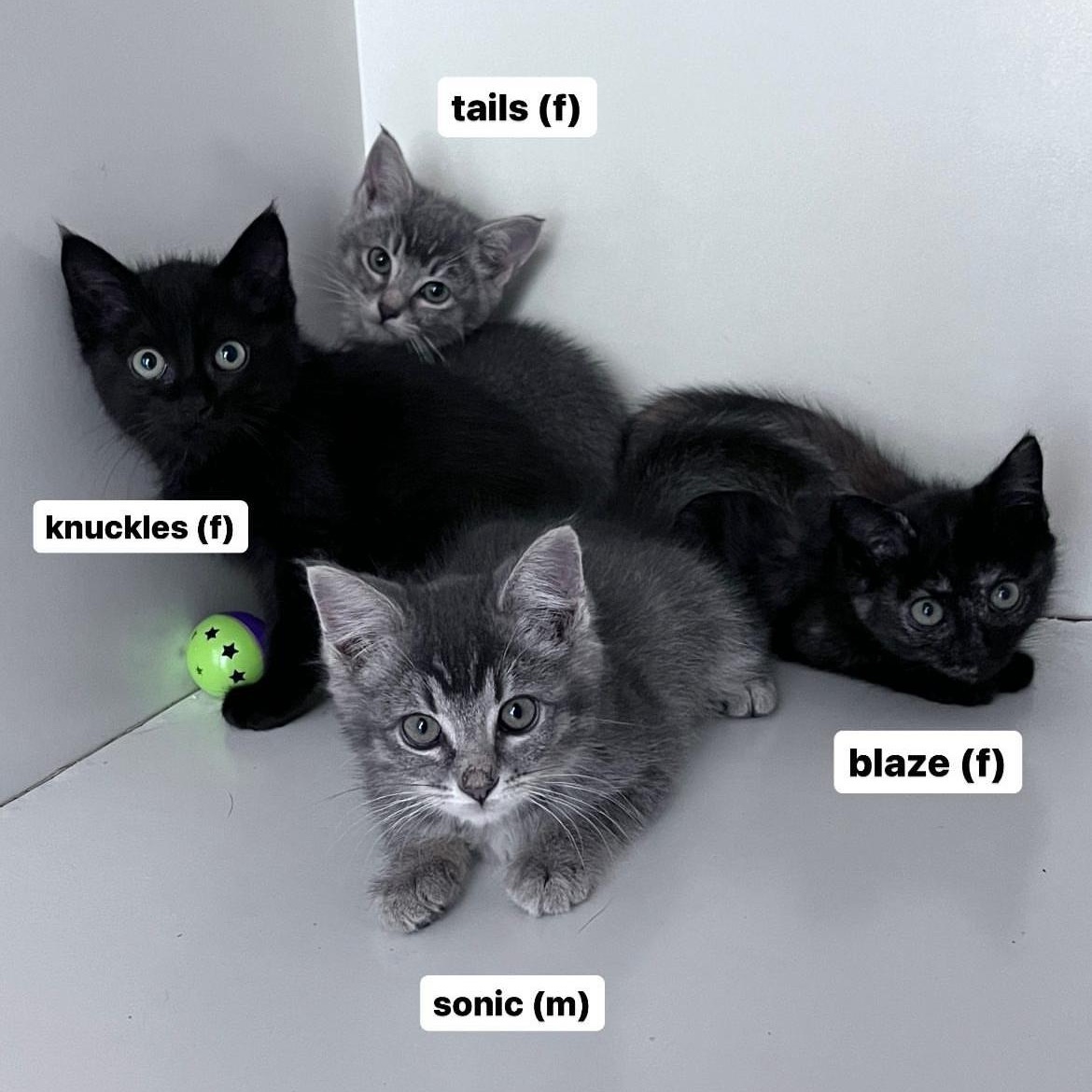 Enlarge Knuckles, a Adoptable Domestic Short Hair in Newport Beach, CA image 5/5