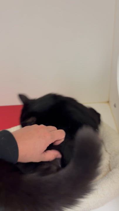 Enlarge Knuckles, a Adoptable Domestic Short Hair in Newport Beach, CA video 6/6