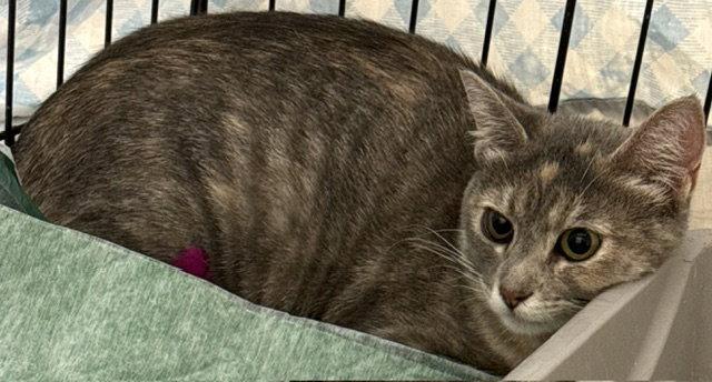 Santana (SEE VIDEO), Adoptable, Young Female Domestic Short Hair.