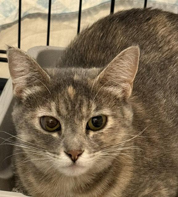 Santana (SEE VIDEO), a Adoptable Domestic Short Hair in Aurora, CO image 2/2