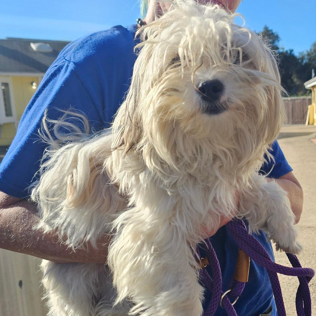 Sbhstray thumbnail 2