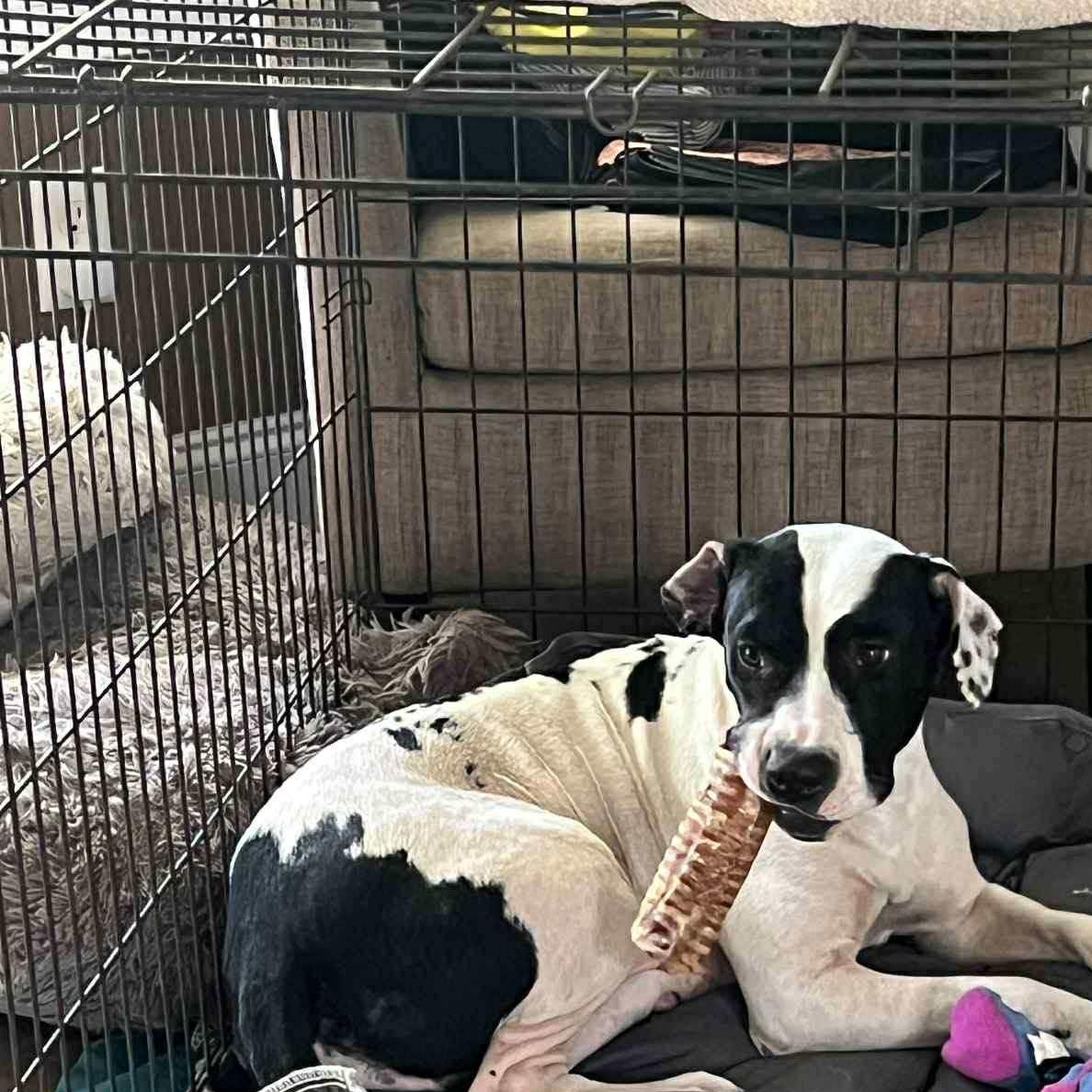Enlarge Daisy Mae, a Adoptable mixed breed in Enfield, CT image 3/5
