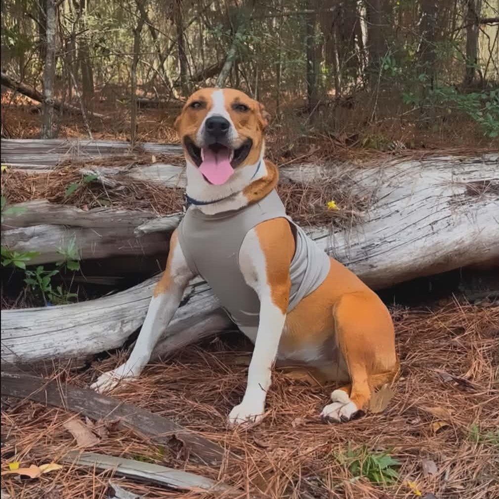 Enlarge Karma (Now EMMA), an adopted Mixed Breed in Kelso, WA image 1/6