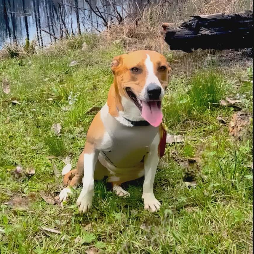 Enlarge Karma (Now EMMA), an adopted Mixed Breed in Kelso, WA image 5/6