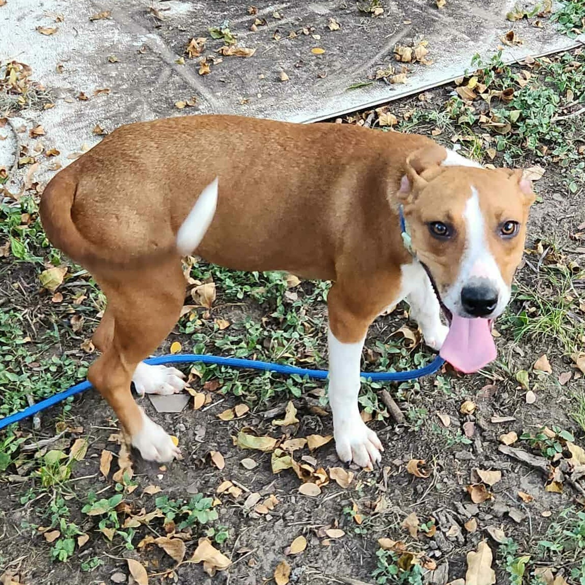 Enlarge Karma (Now EMMA), an adopted Mixed Breed in Kelso, WA image 2/6