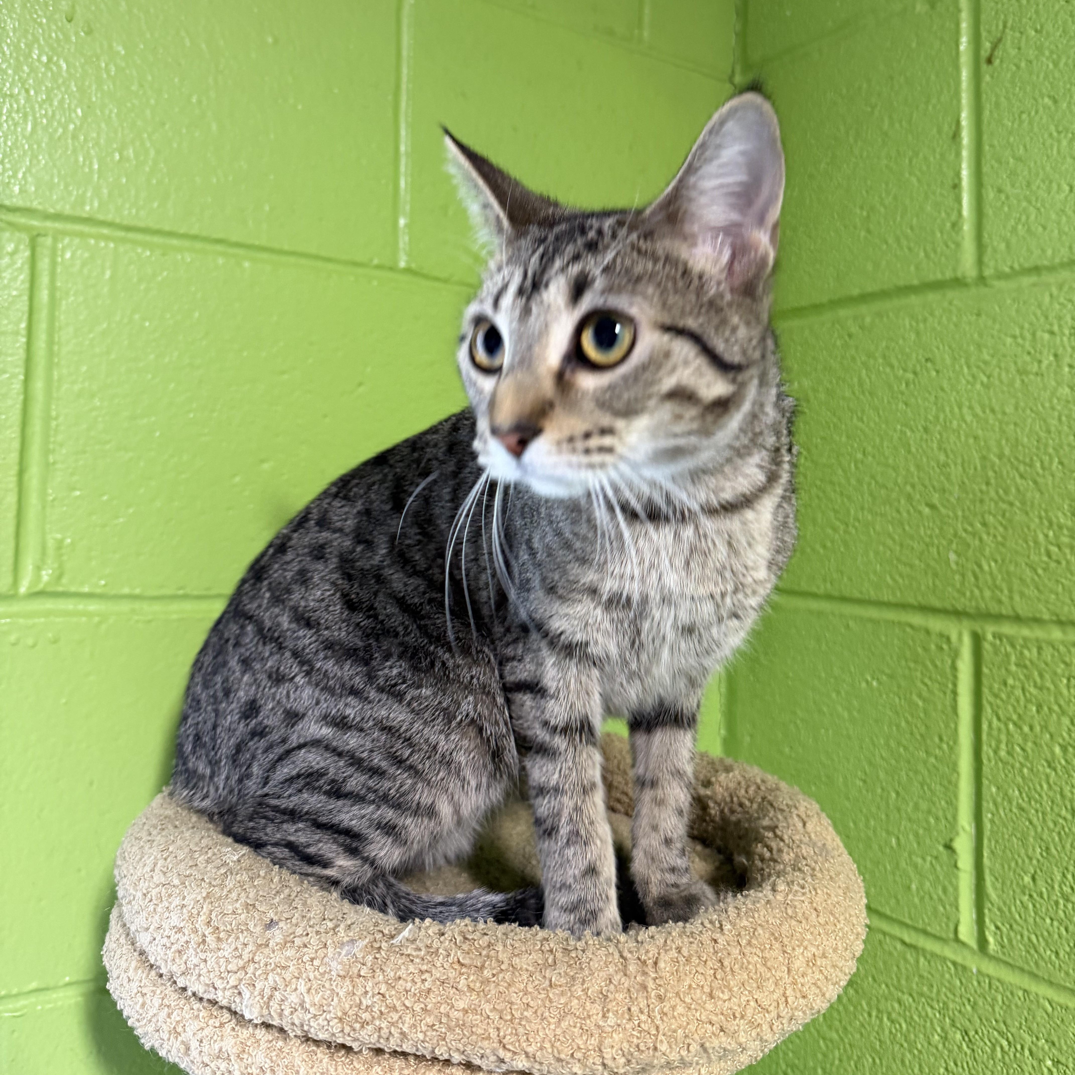 Enlarge Shana, a ADOPTABLE mixed breed in Bolingbrook, IL image 3/3