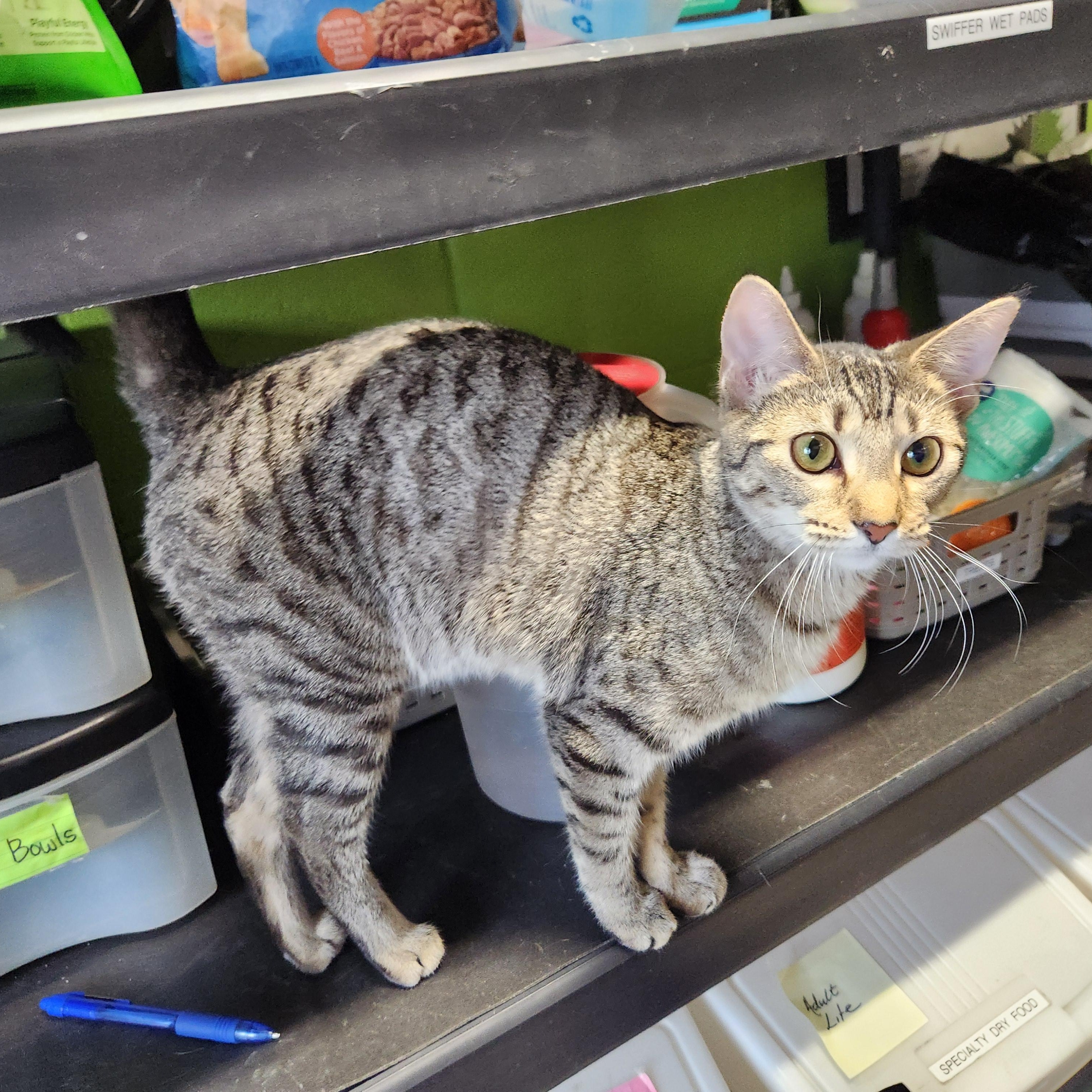 Enlarge Shana, a ADOPTABLE mixed breed in Bolingbrook, IL image 2/3