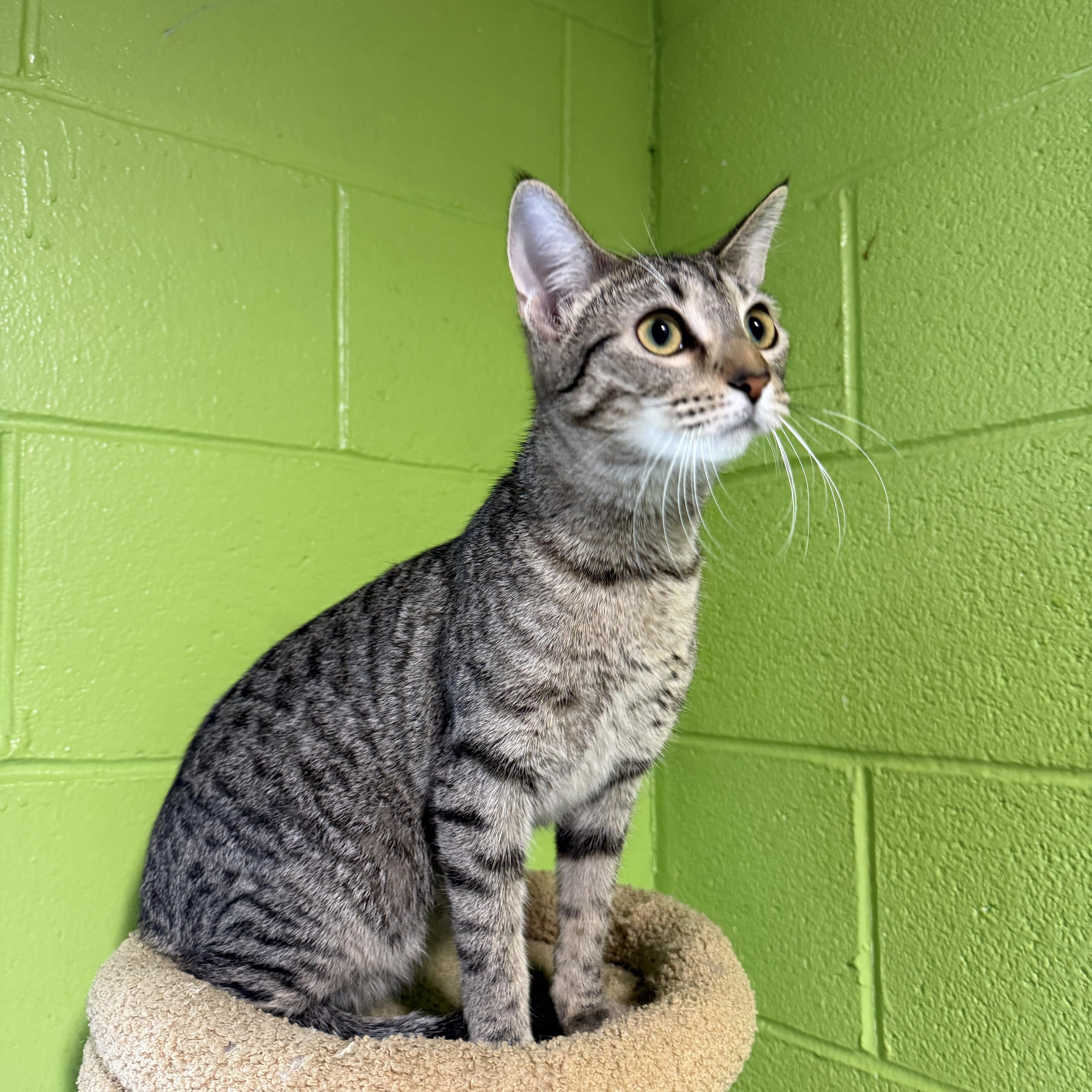 Shana, ADOPTABLE, Young Female Domestic Short Hair.