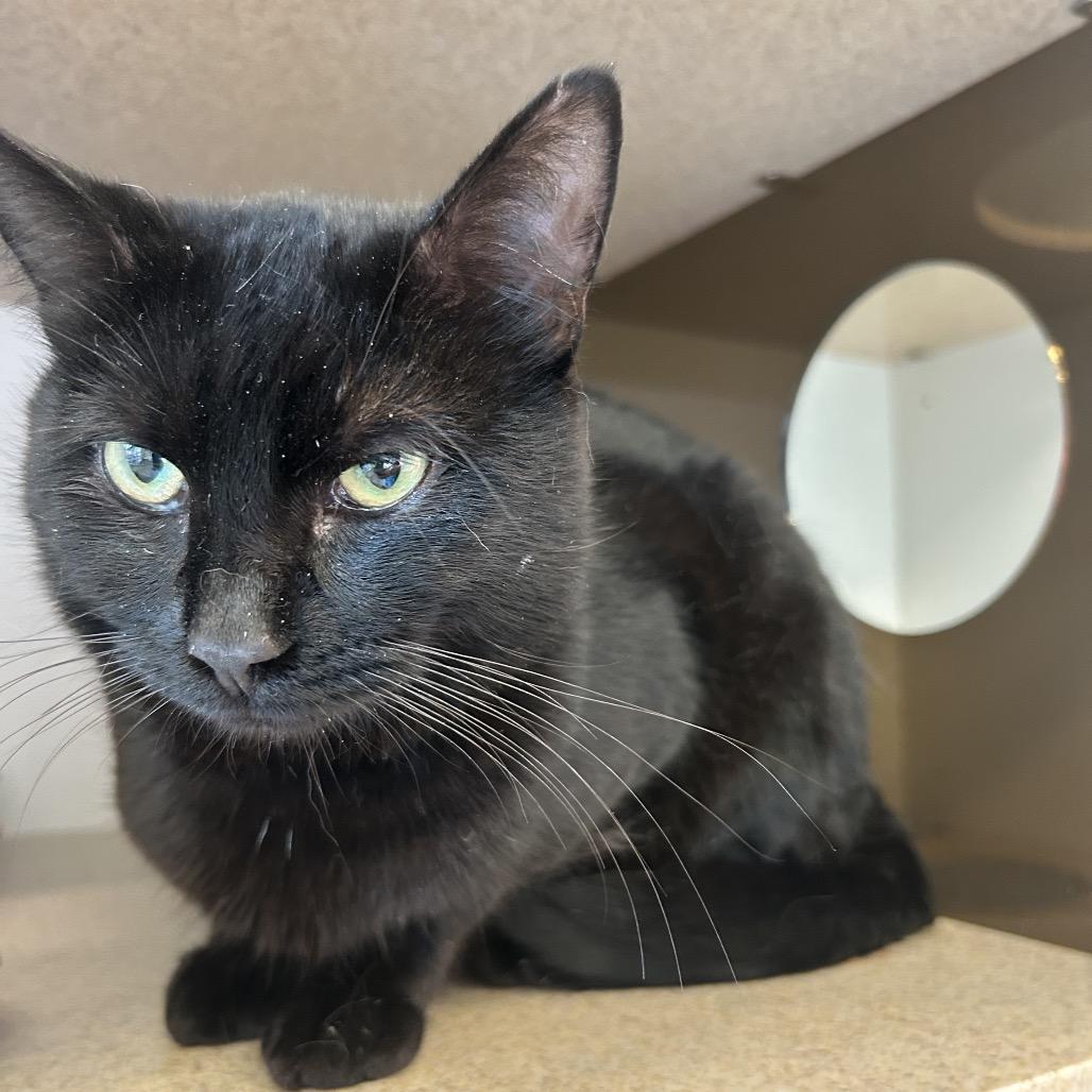 Enlarge Sirius, a Adoptable Domestic Short Hair in Park City, UT image 1/3