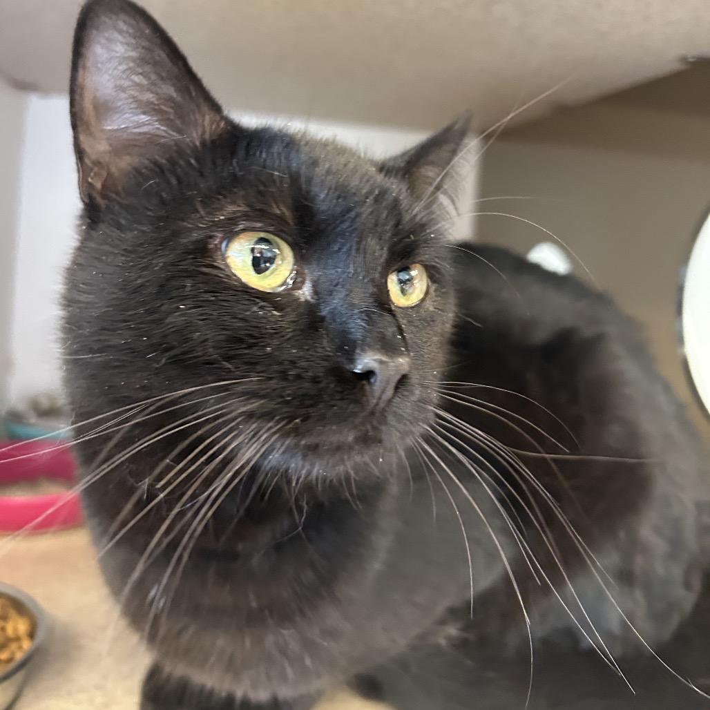 Enlarge Sirius, a Adoptable Domestic Short Hair in Park City, UT image 2/3