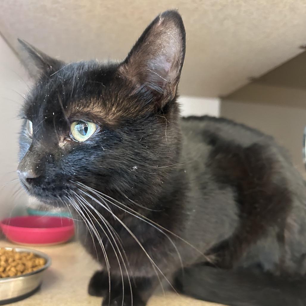 Enlarge Sirius, a Adoptable Domestic Short Hair in Park City, UT image 3/3