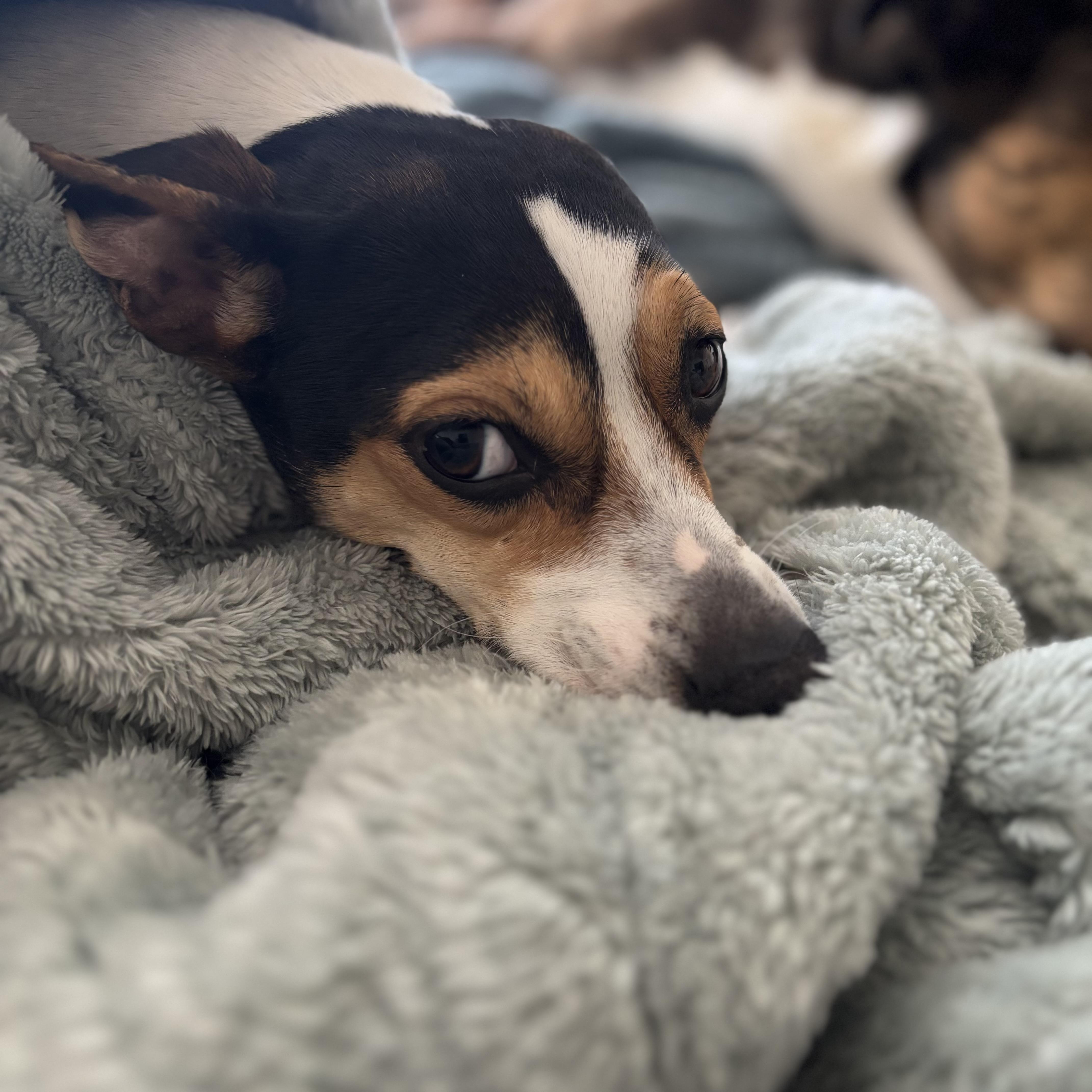 Enlarge Macy, an adopted mixed breed in Plano, TX image 3/5