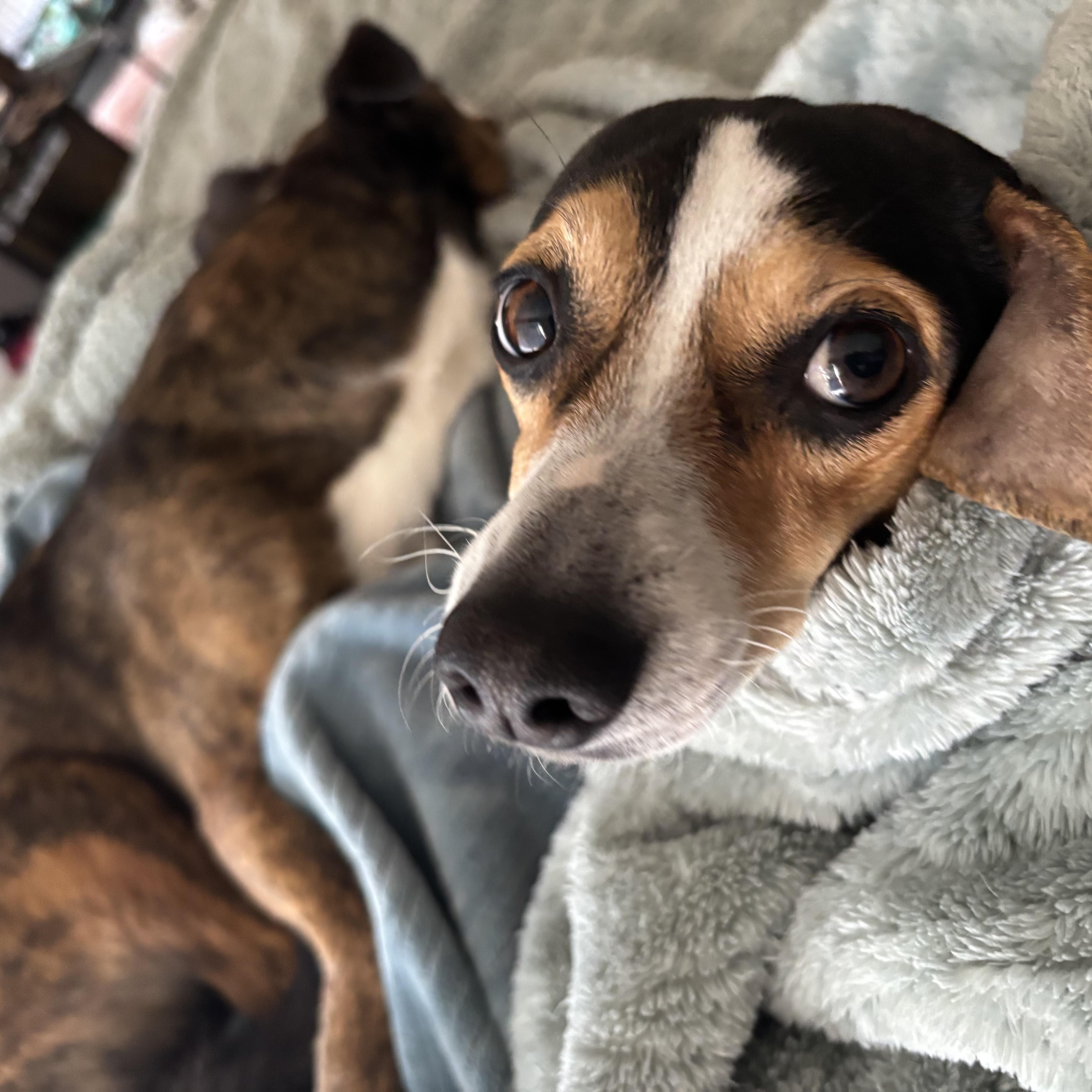 Enlarge Macy, an adopted mixed breed in Plano, TX image 5/5