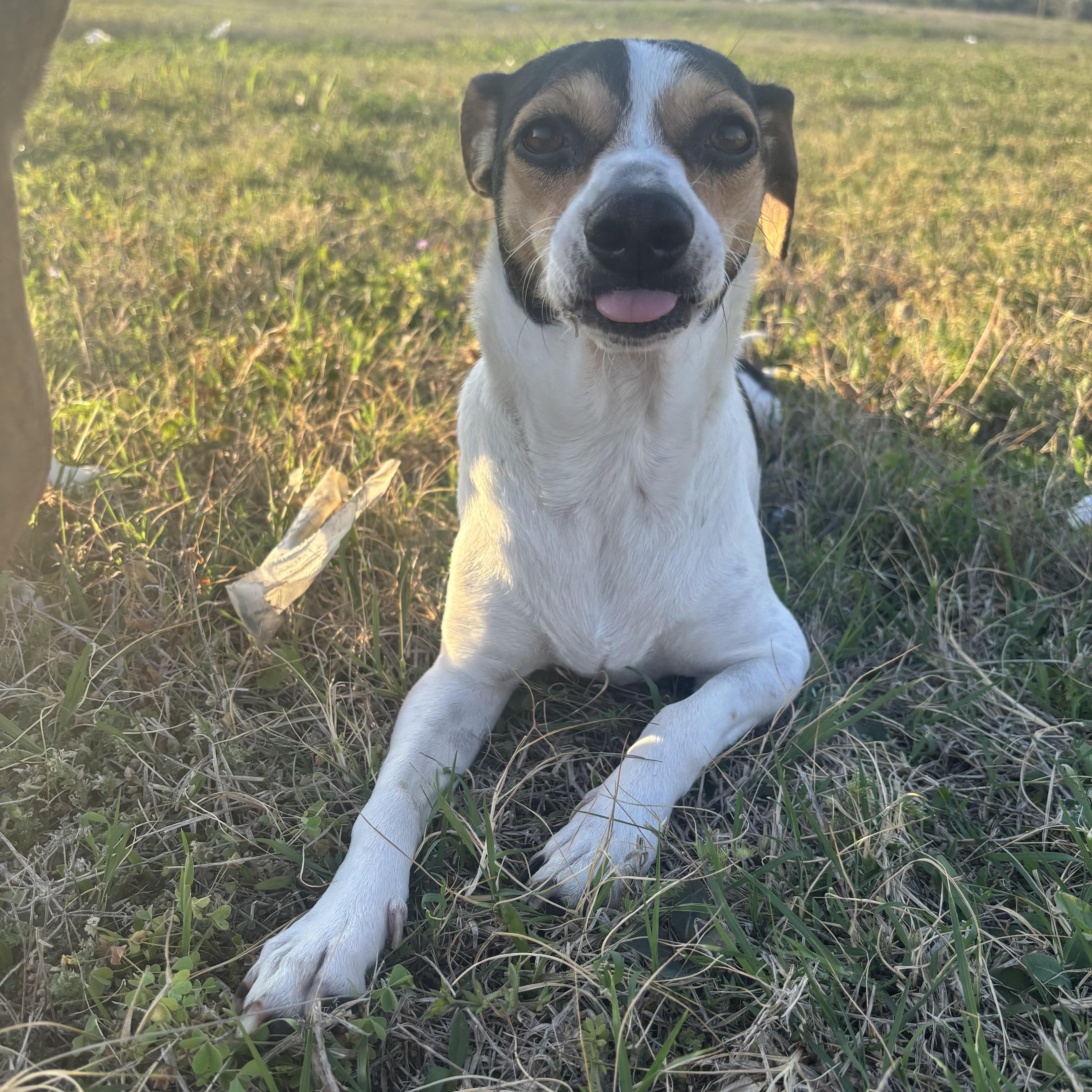 Enlarge Macy, an adopted mixed breed in Plano, TX image 4/5