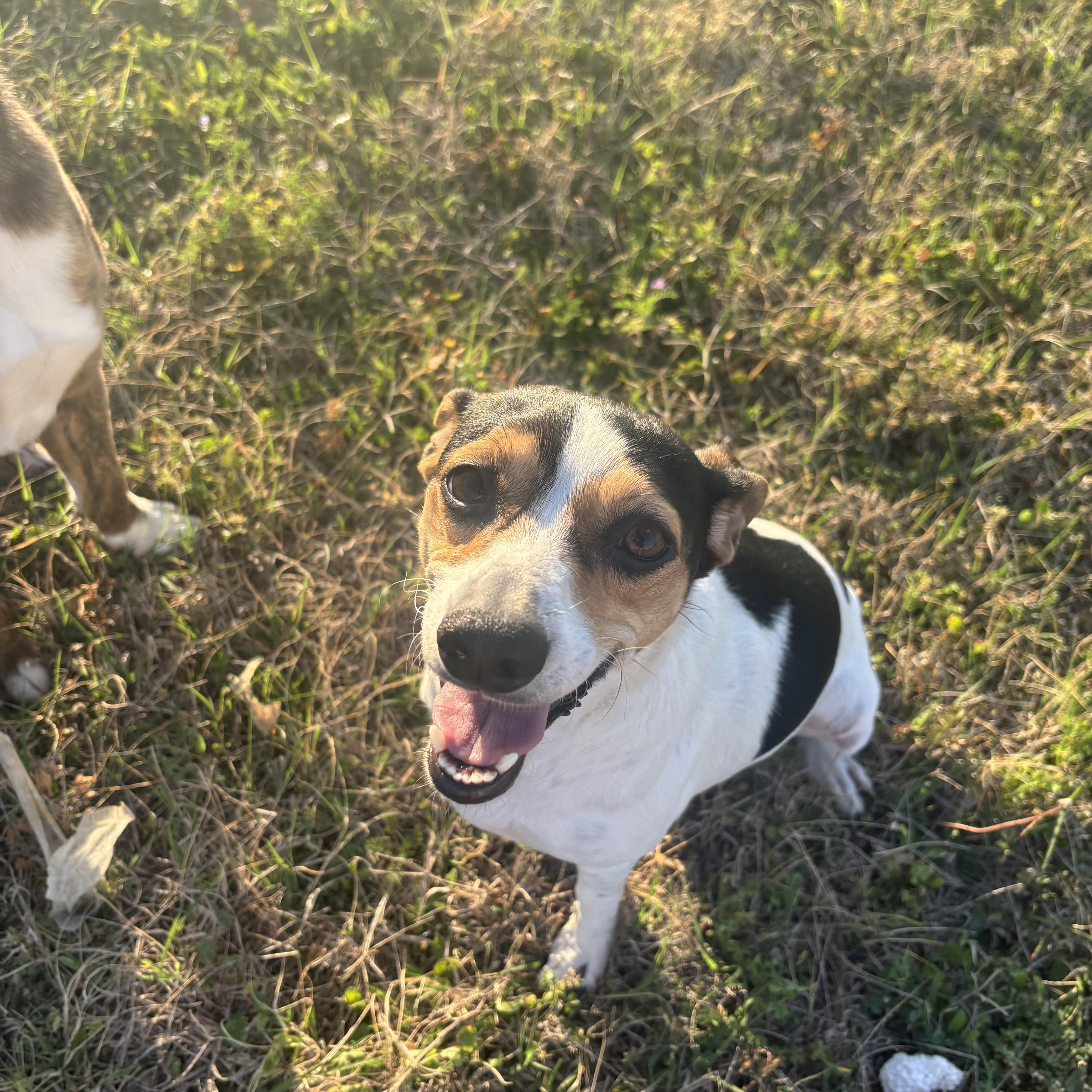 Enlarge Macy, an adopted mixed breed in Plano, TX image 2/5