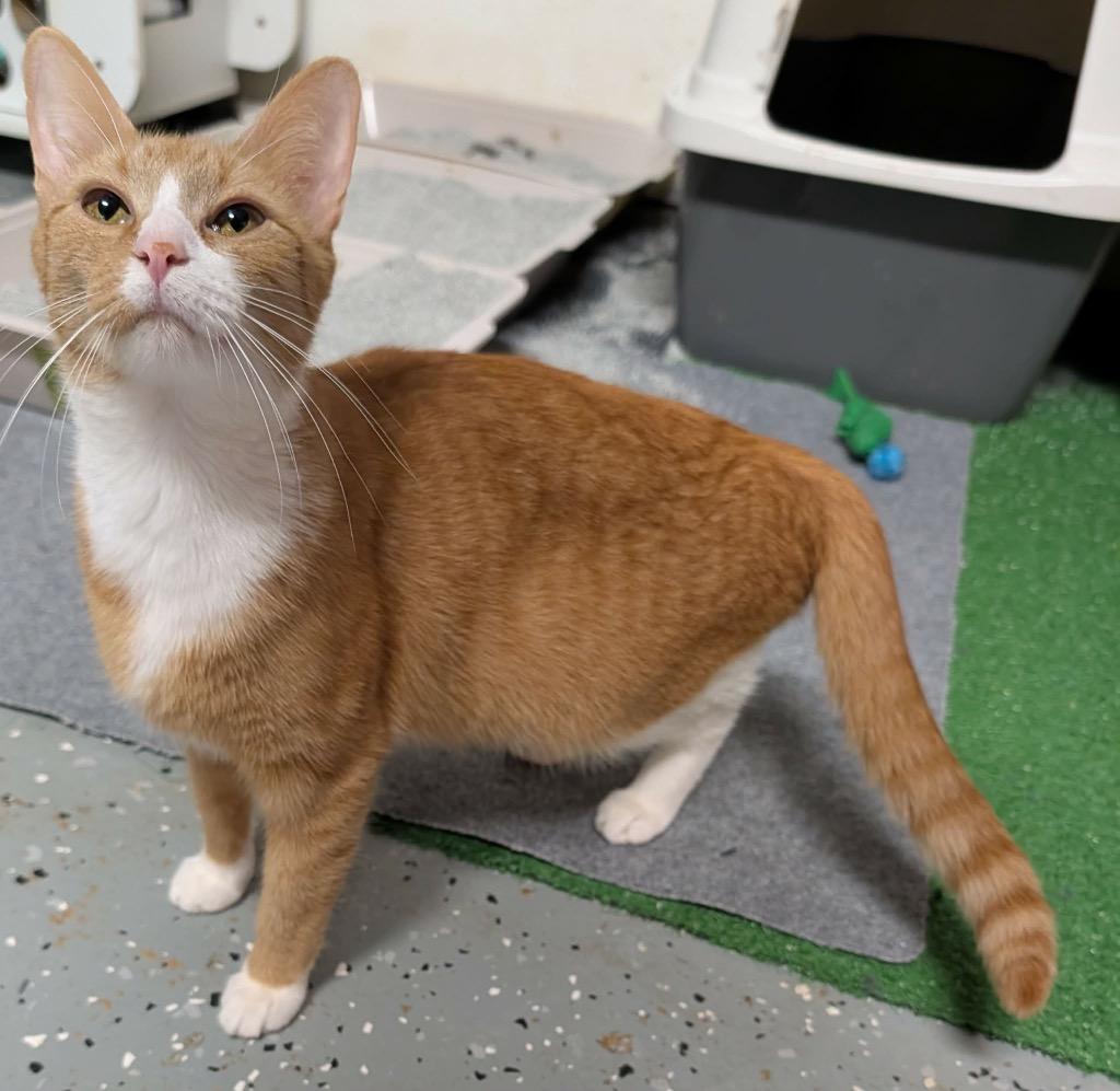 Galina, Adoptable, Kitten Female Domestic Short Hair.