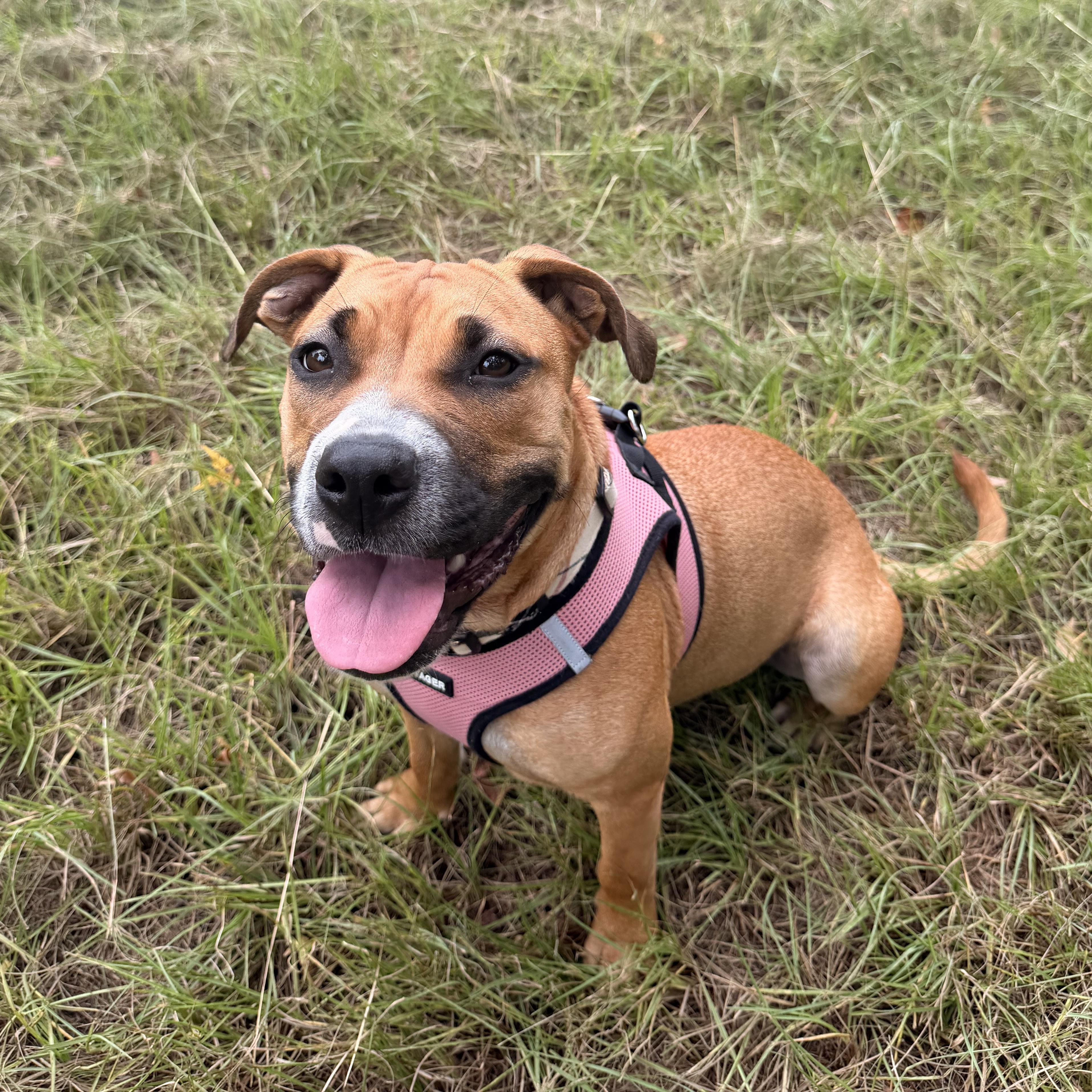 Enlarge Pup Pup, a Adoptable mixed breed in Knoxville, TN image 3/6