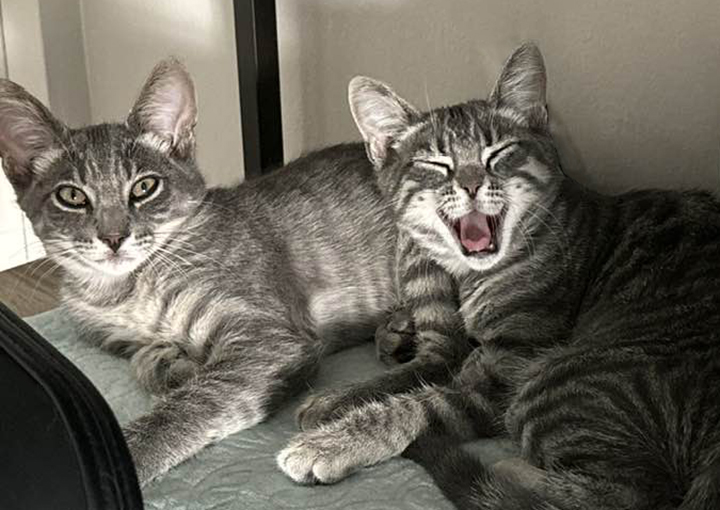 Enlarge Lucie and Les - Sister & Brother Bonded Pair, a Adoptable Domestic Short Hair in Orange, CA image 3/6