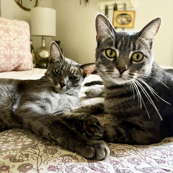 Enlarge Lucie and Les - Sister & Brother Bonded Pair, a Adoptable Domestic Short Hair in Orange, CA image 1/6