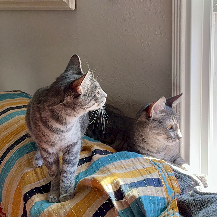 Enlarge Lucie and Les - Sister & Brother Bonded Pair, a Adoptable Domestic Short Hair in Orange, CA image 4/6