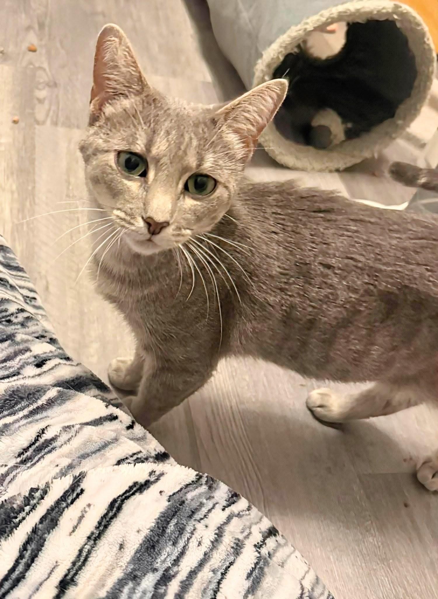 Enlarge Giselle, an adoptable Domestic Short Hair in Winnipeg, MB image 6/6