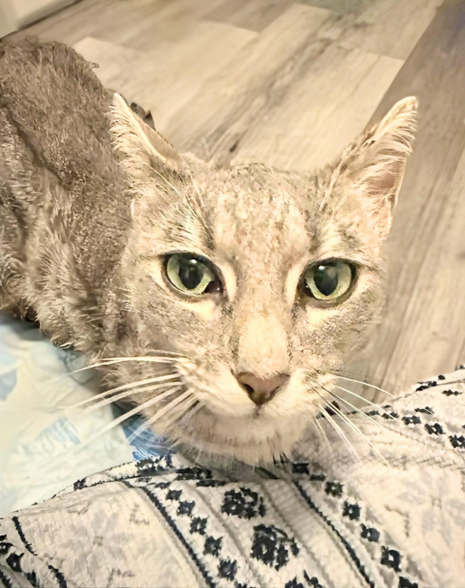 Enlarge Giselle, an adoptable Domestic Short Hair in Winnipeg, MB image 4/6