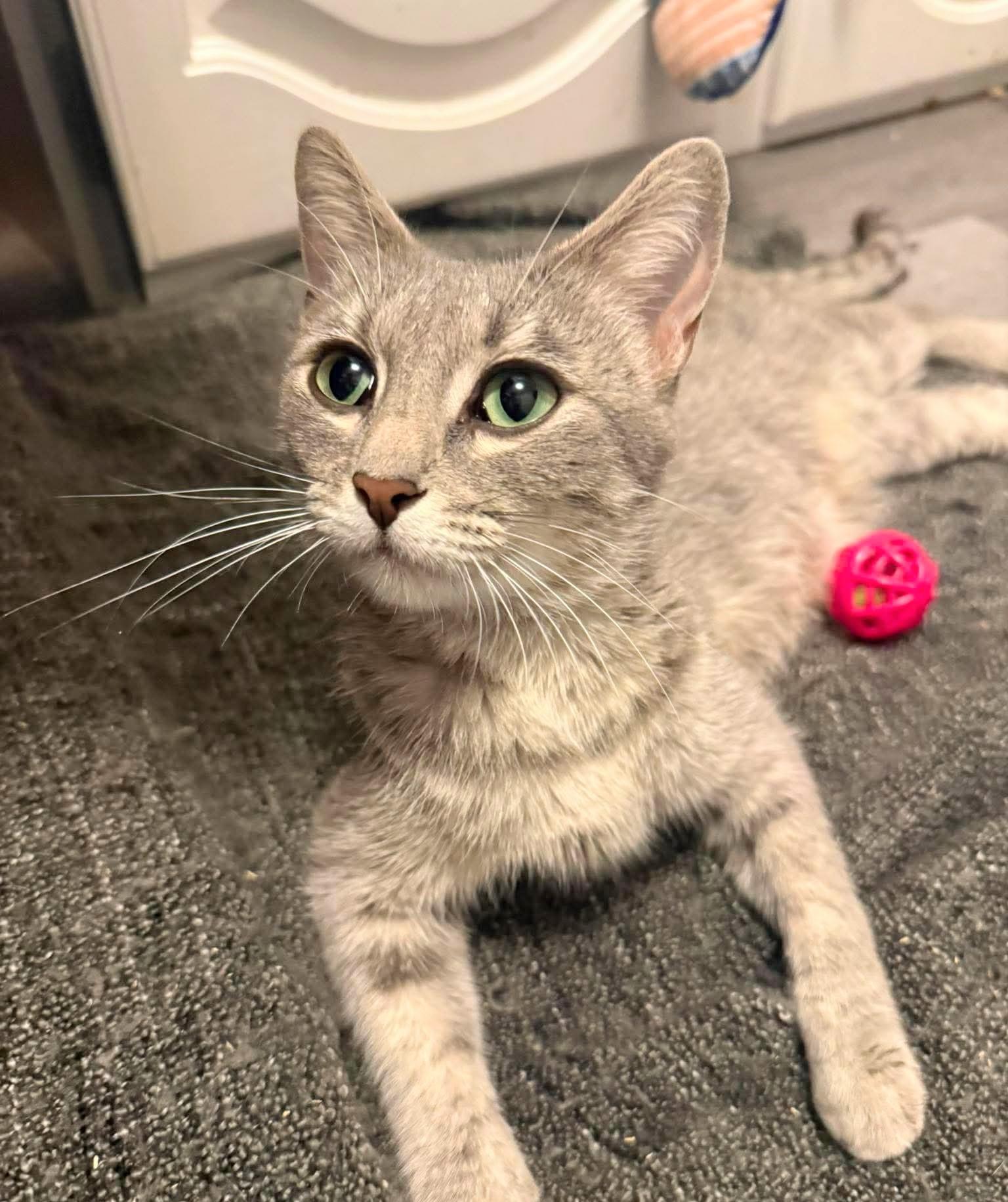 Enlarge Giselle, an adoptable Domestic Short Hair in Winnipeg, MB image 2/6