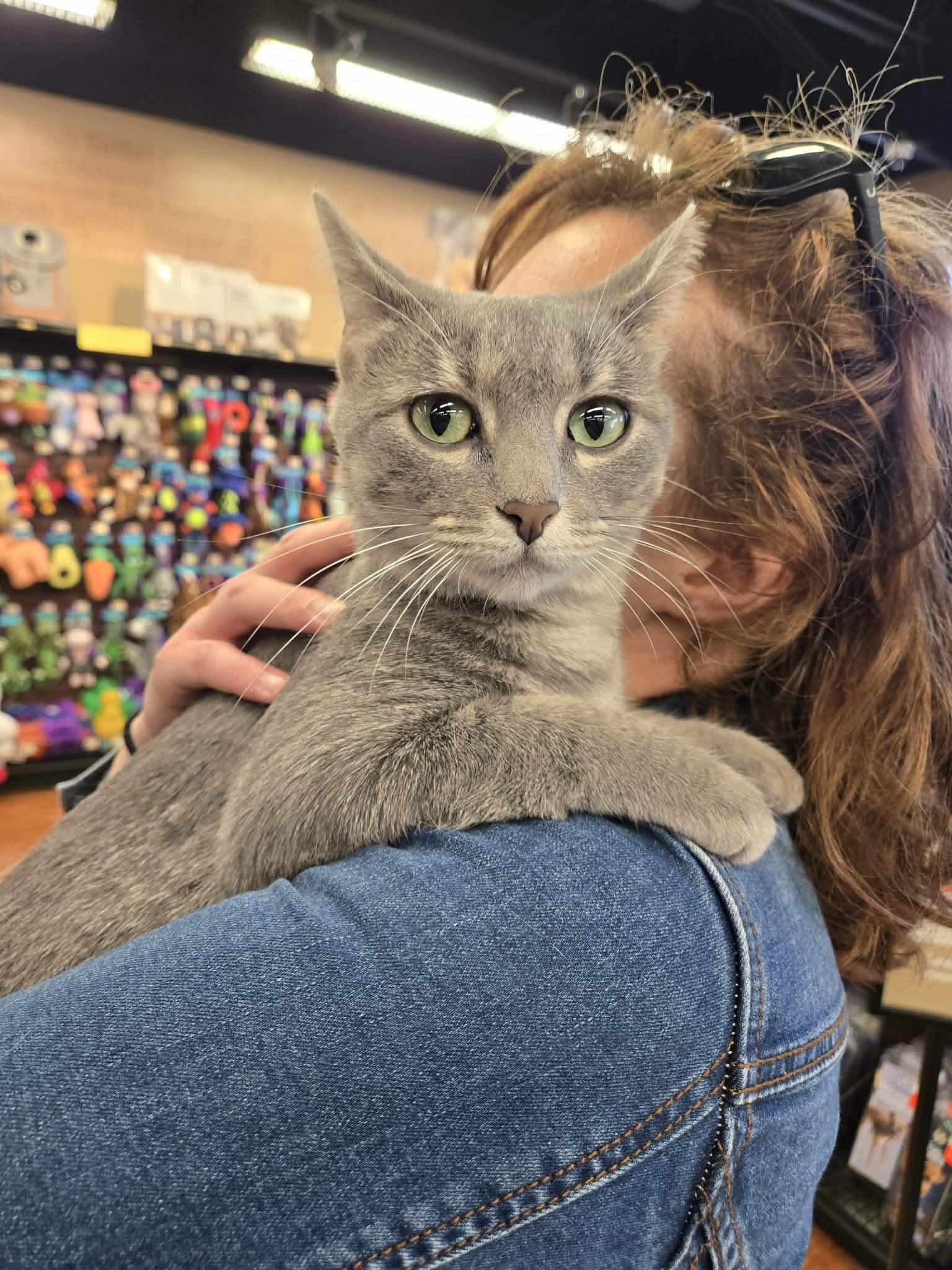 Enlarge Giselle, an adoptable Domestic Short Hair in Winnipeg, MB image 3/6