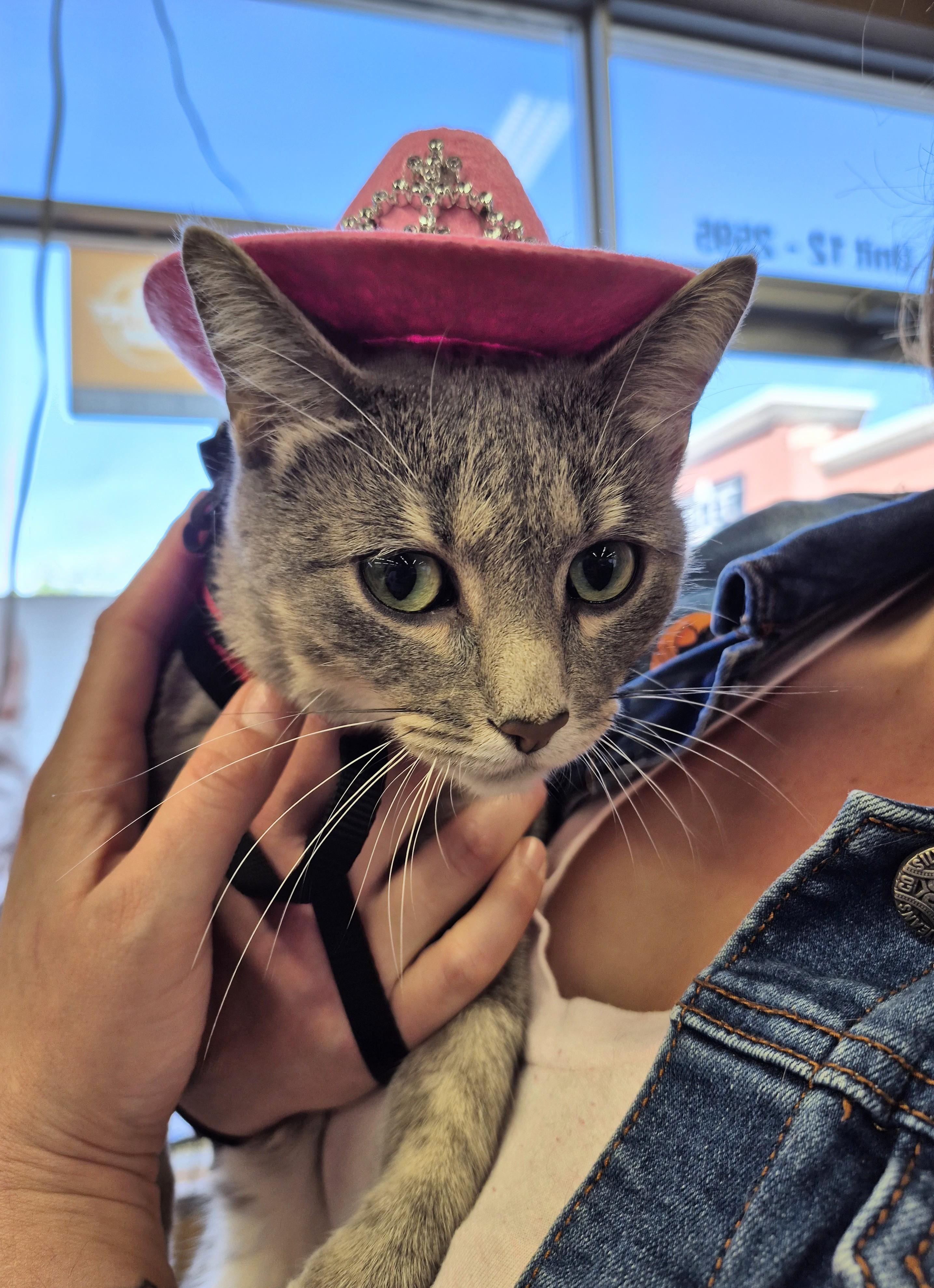 Giselle, adoptable, Young Female Domestic Short Hair.