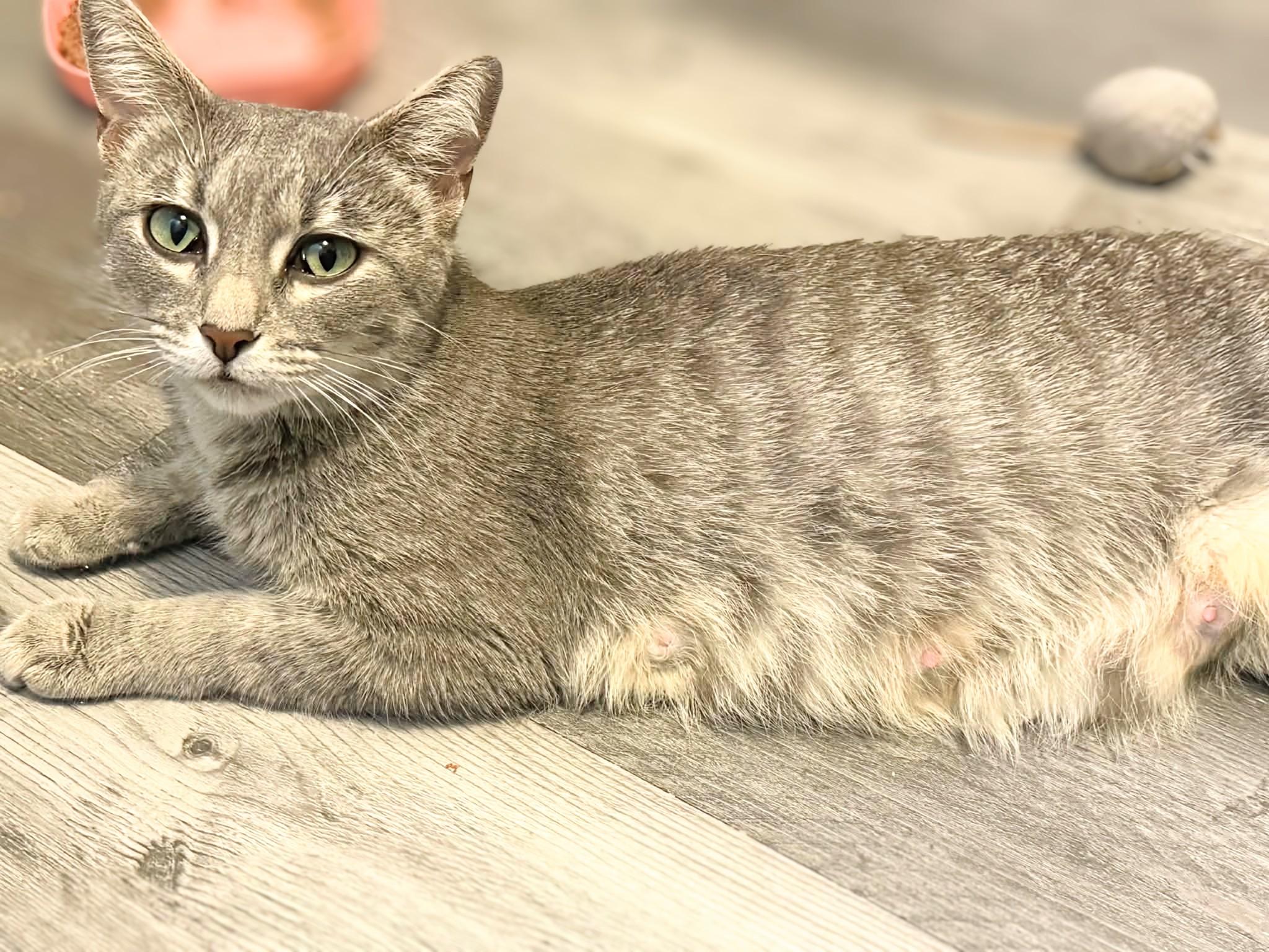 Enlarge Giselle, an adoptable Domestic Short Hair in Winnipeg, MB image 5/6