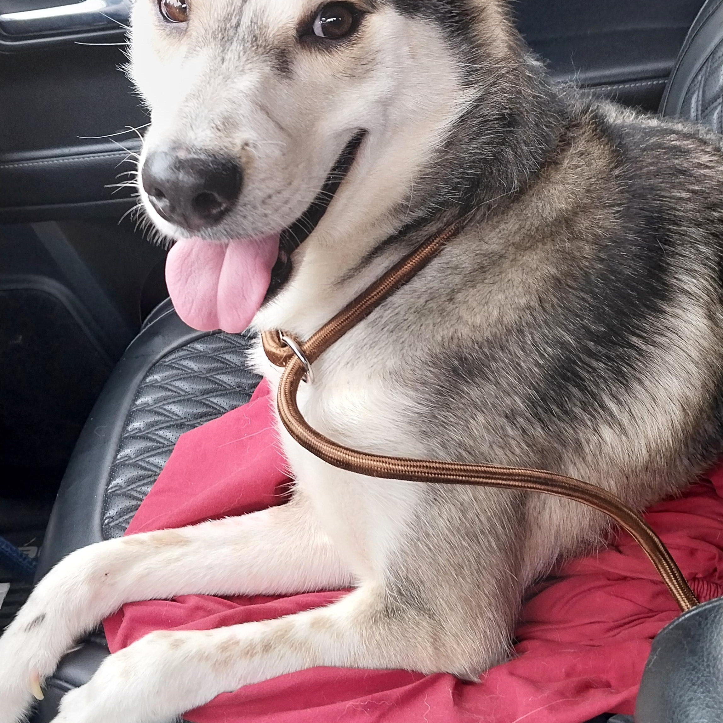 DUO RUFUS & SOPHIE GIRL, Adoptable, Adult Male Mixed Breed.