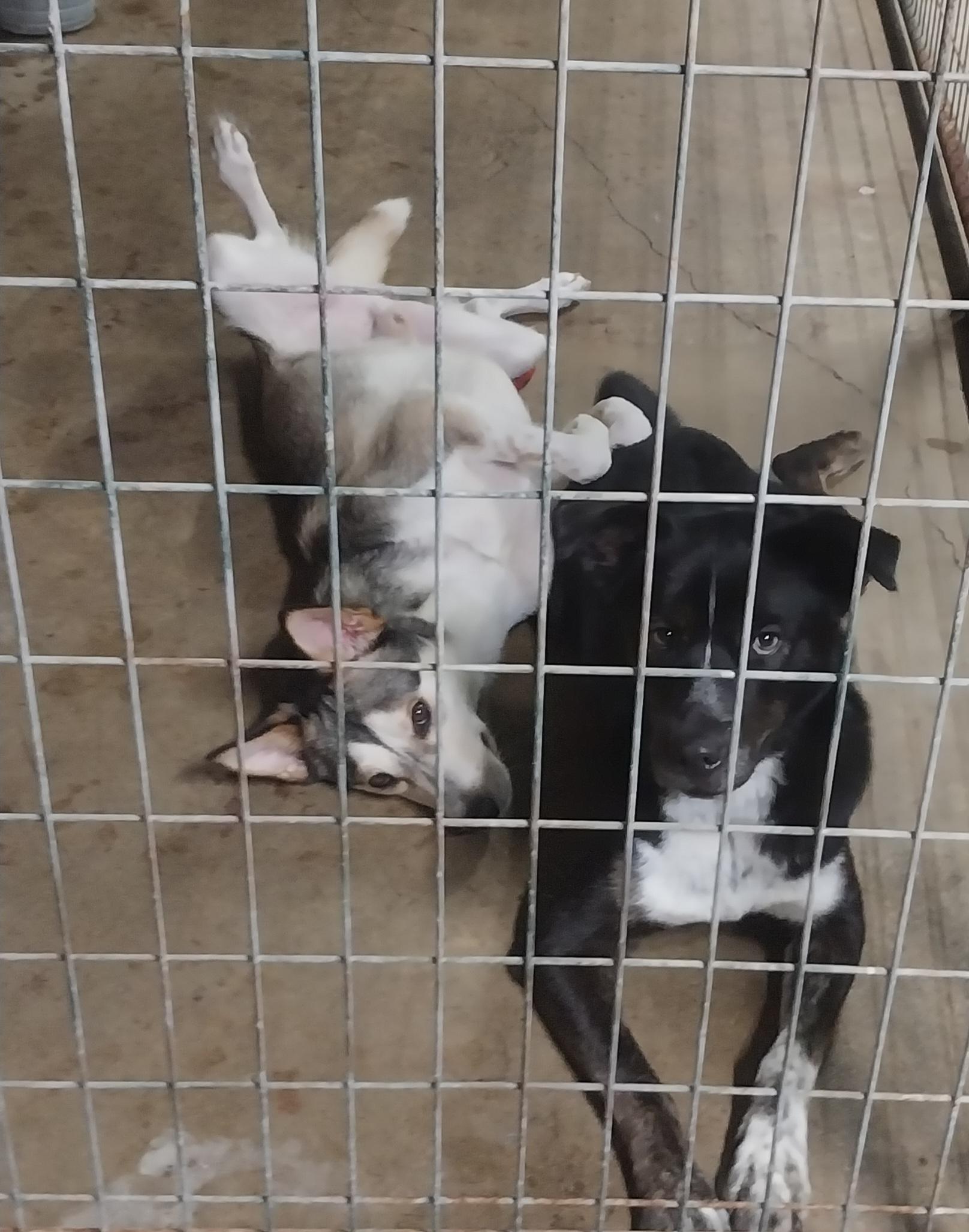 DUO RUFUS & SOPHIE GIRL, Adoptable, Adult Male Siberian Husky.