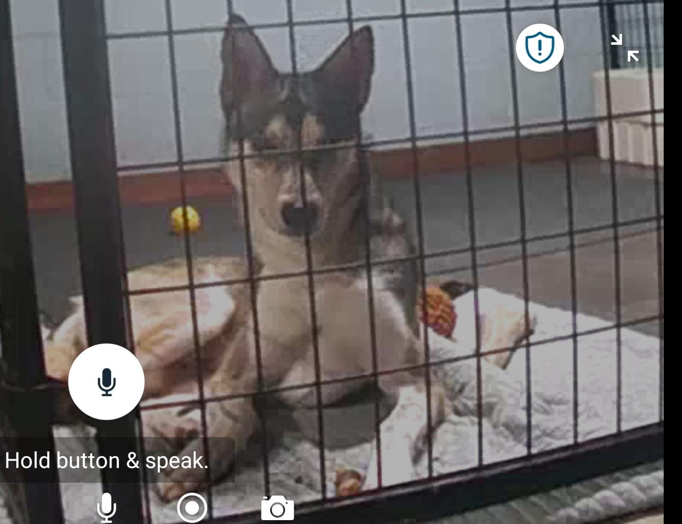 Enlarge DUO RUFUS & SOPHIE GIRL, a Adoptable Siberian Husky in Louisville, OH image 5/5