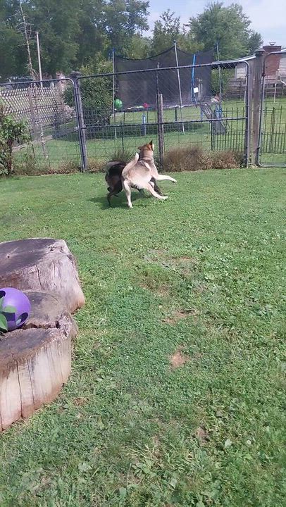 Enlarge DUO RUFUS & SOPHIE GIRL, a Adoptable Siberian Husky in Louisville, OH video 4/5
