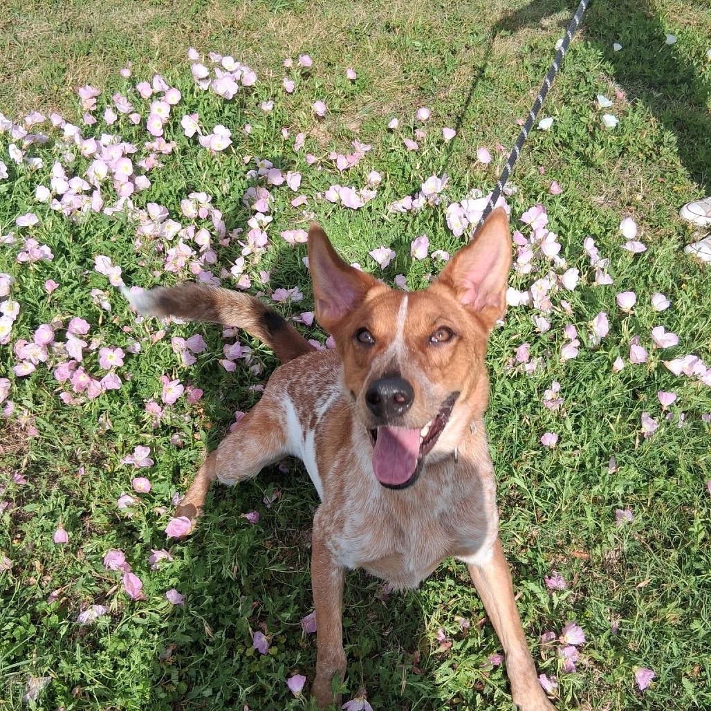Enlarge Gunner, a Adoptable mixed breed in Dickinson, TX image 1/6