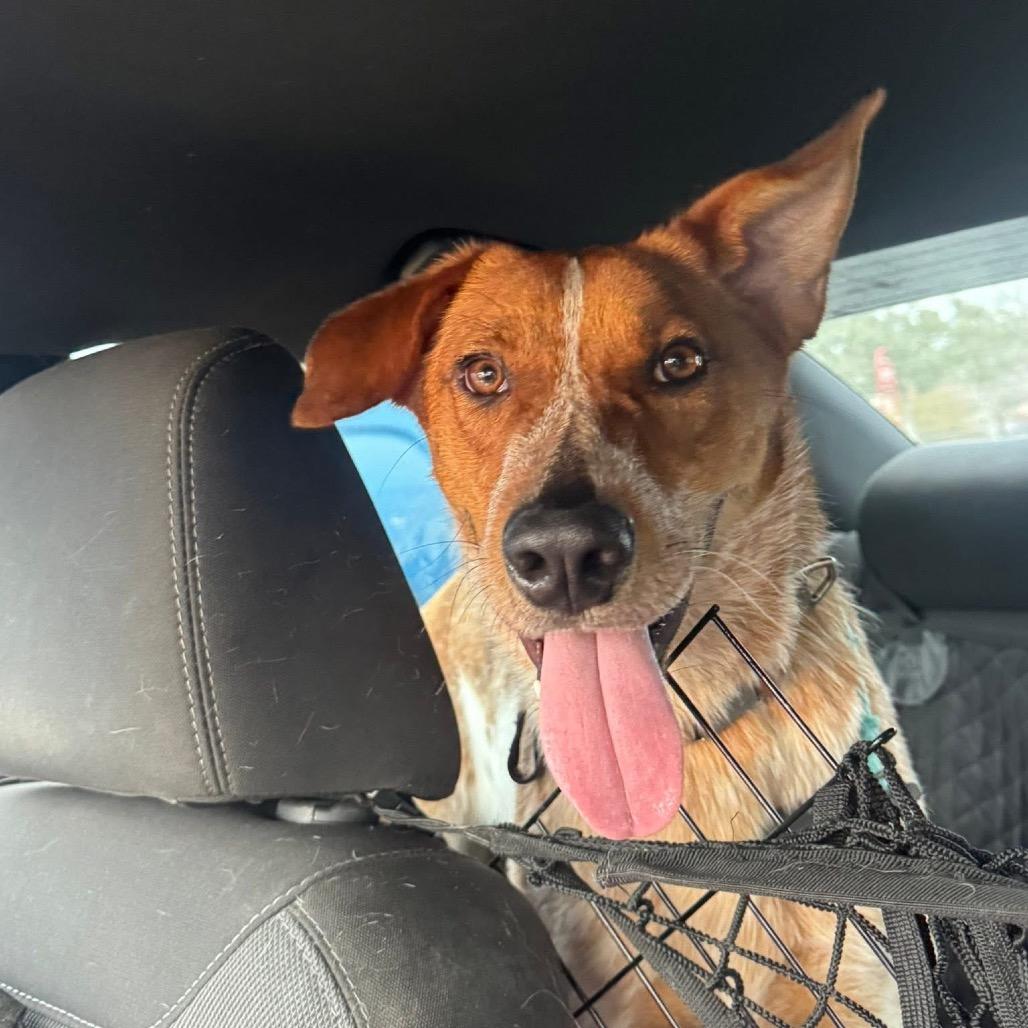 Gunner, Adoptable, Adult Male German Shorthaired Pointer & Cattle Dog.